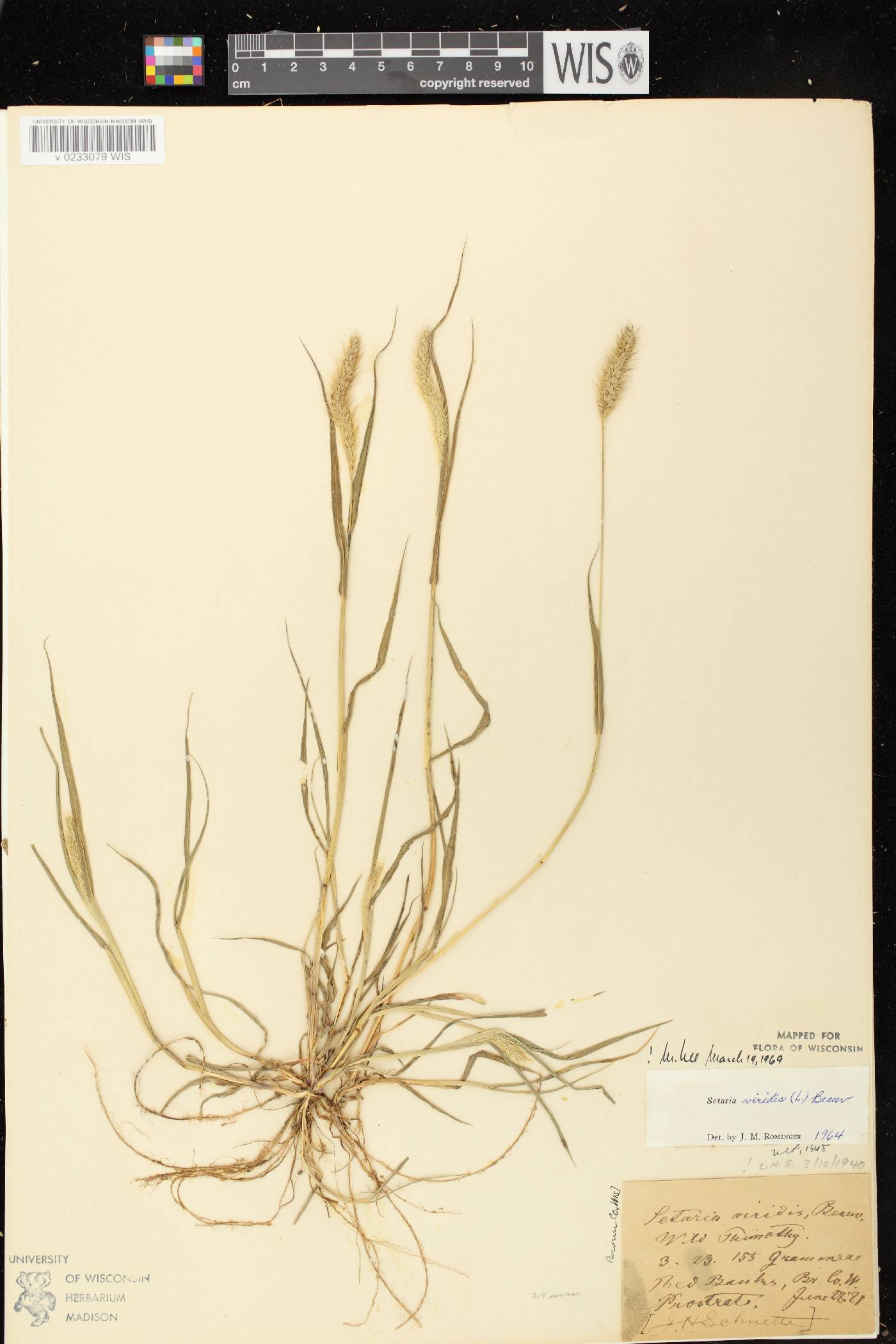 Setaria viridis var. viridis image