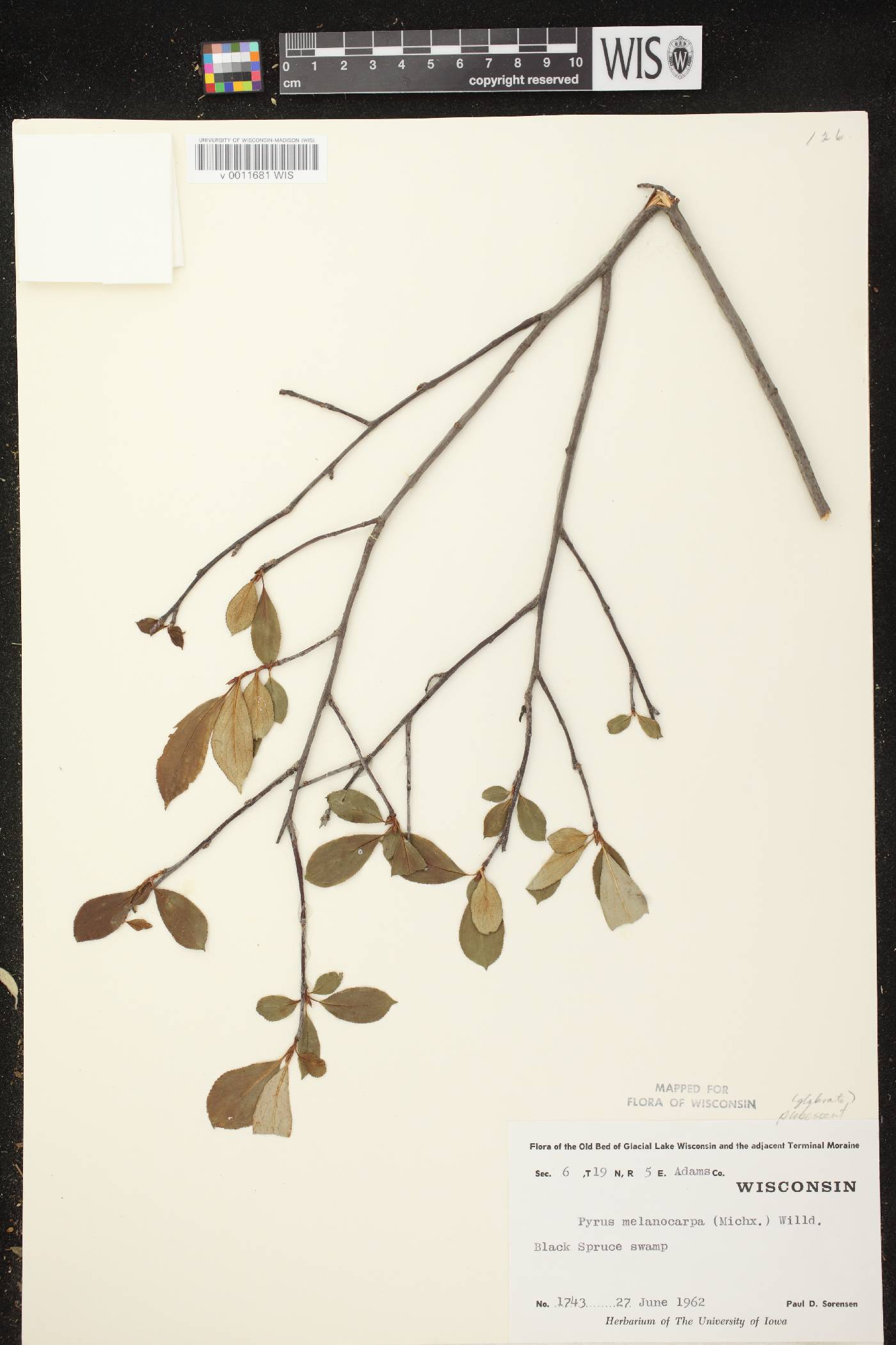 Aronia x prunifolia image