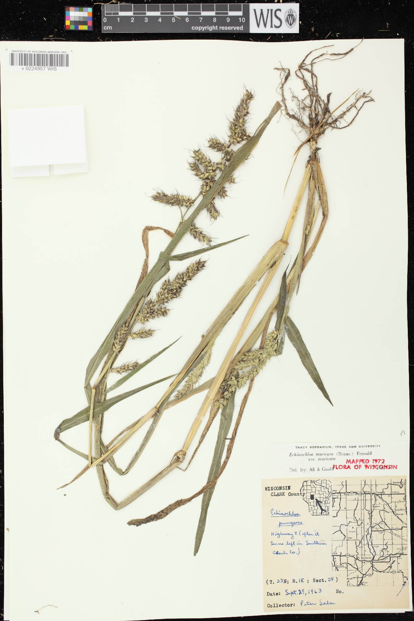 Echinochloa muricata var. muricata image
