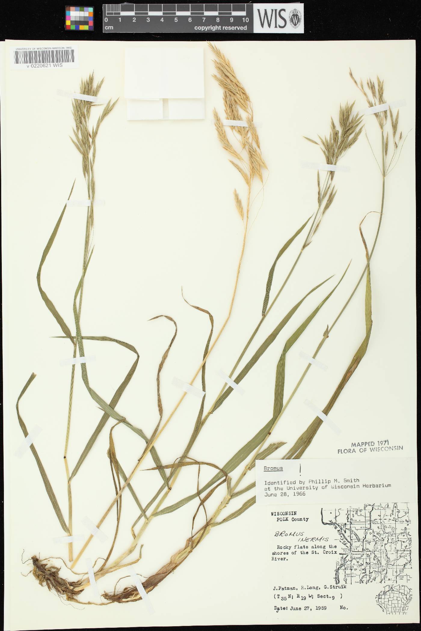 Bromus inermis image