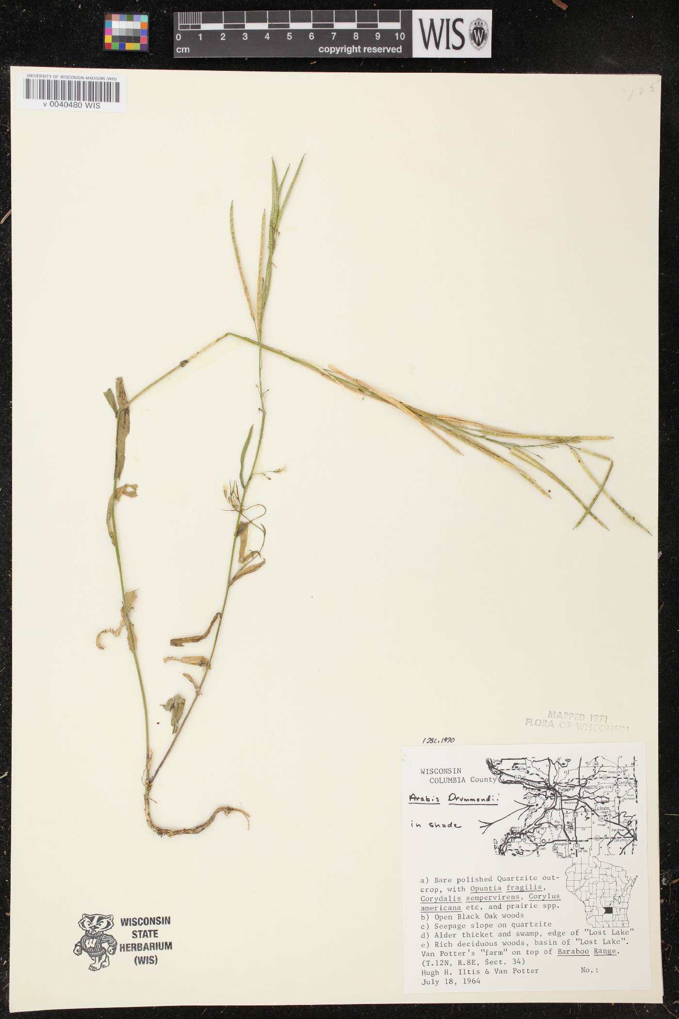 Boechera stricta image