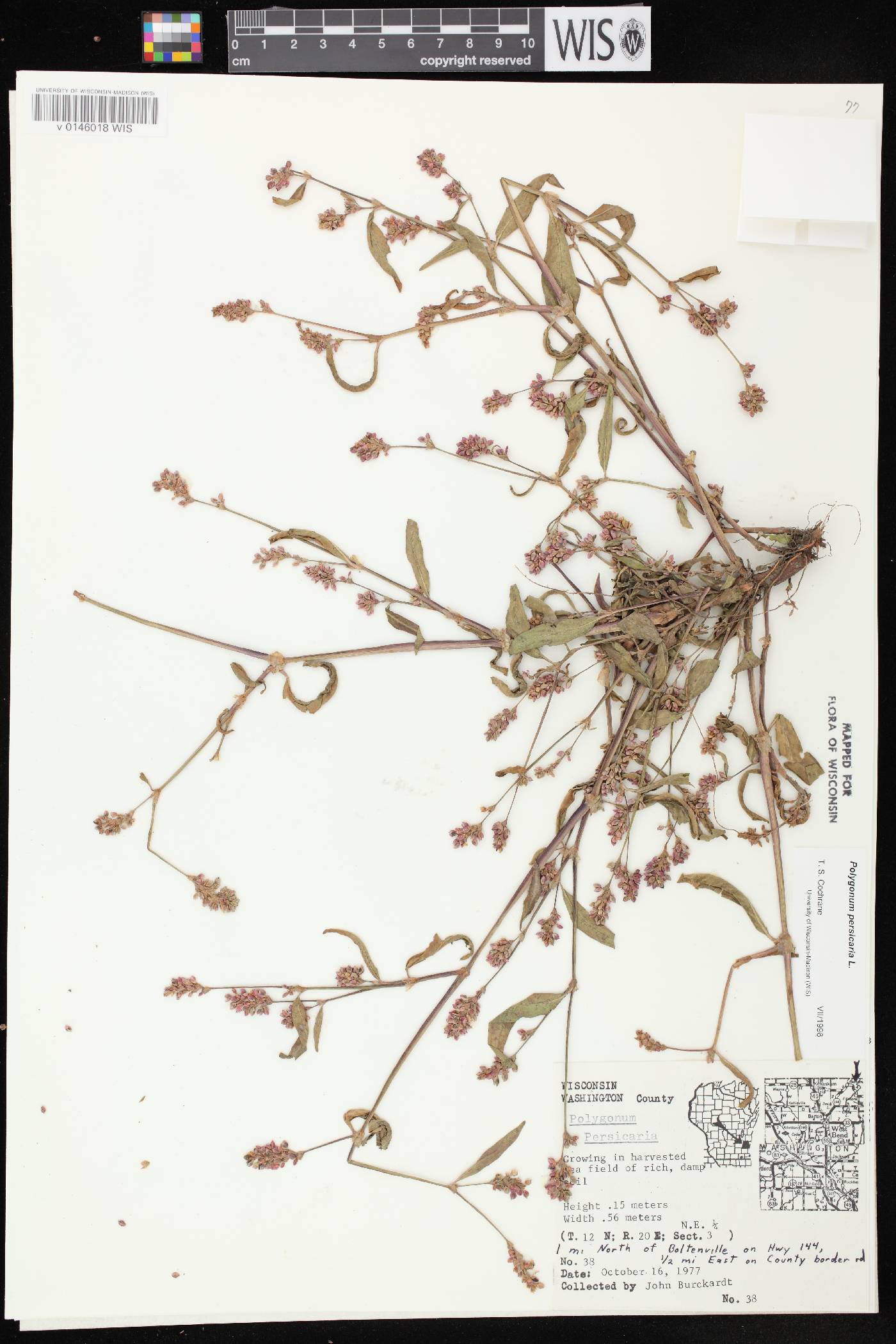 Persicaria maculosa image