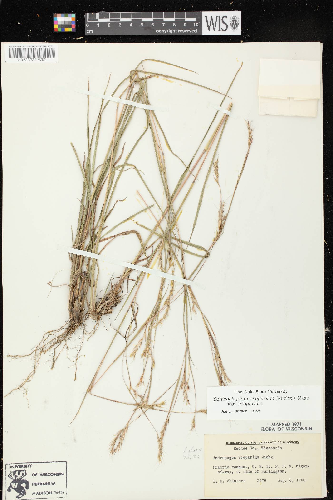Schizachyrium scoparium var. scoparium image