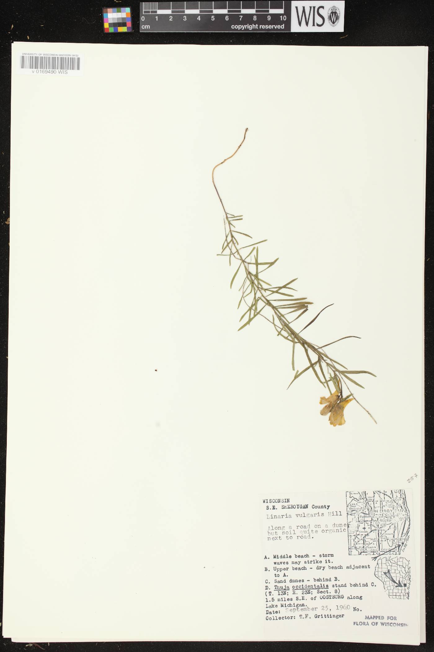 Linaria vulgaris image