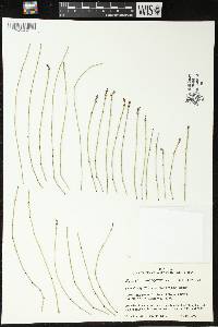 Image of Equisetum variegatum