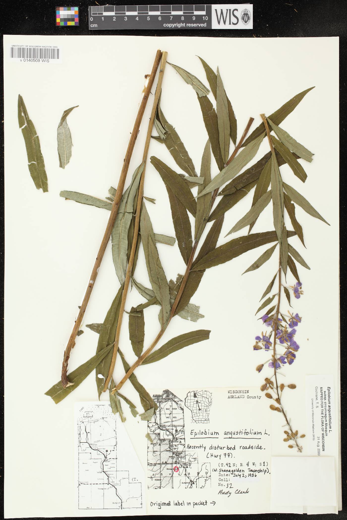 Chamerion angustifolium subsp. circumvagum image