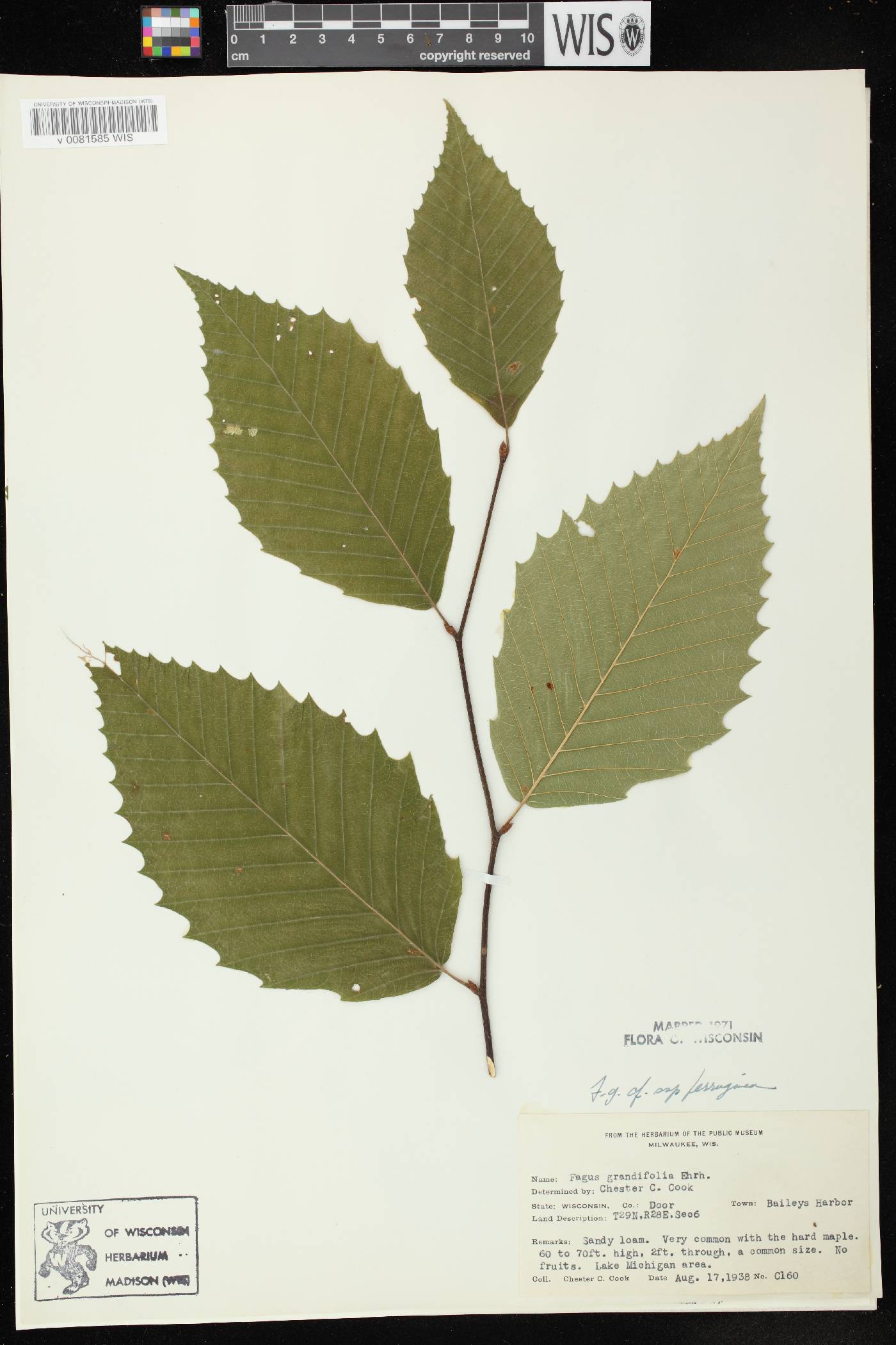 Fagus grandifolia image