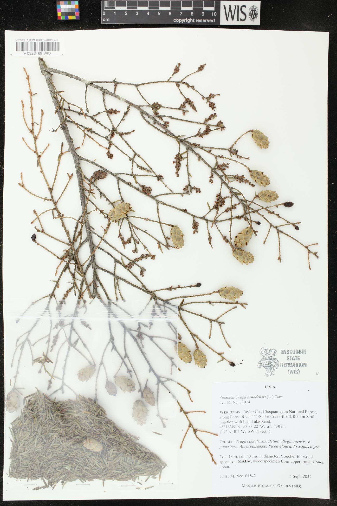 Tsuga canadensis image