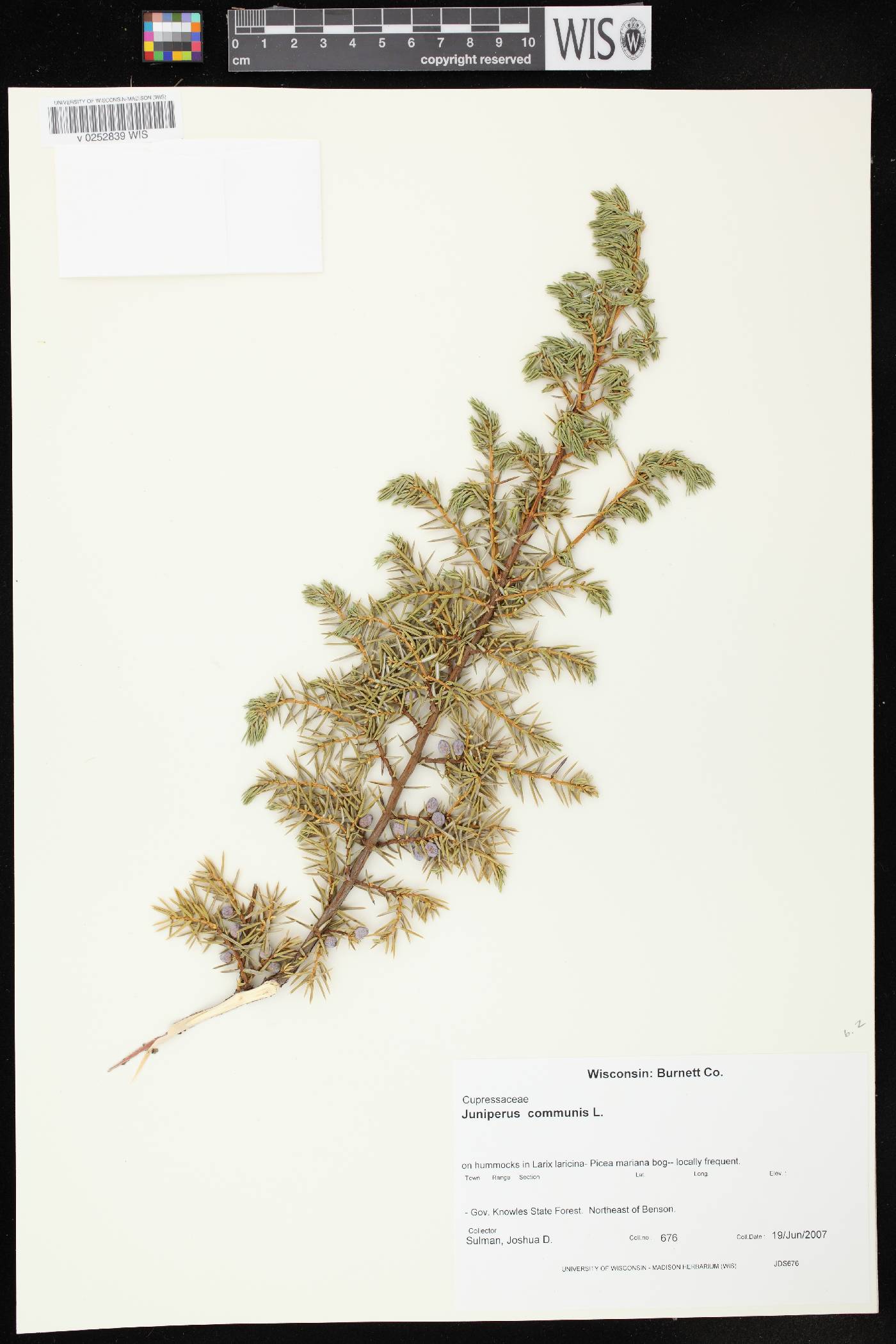Juniperus communis image