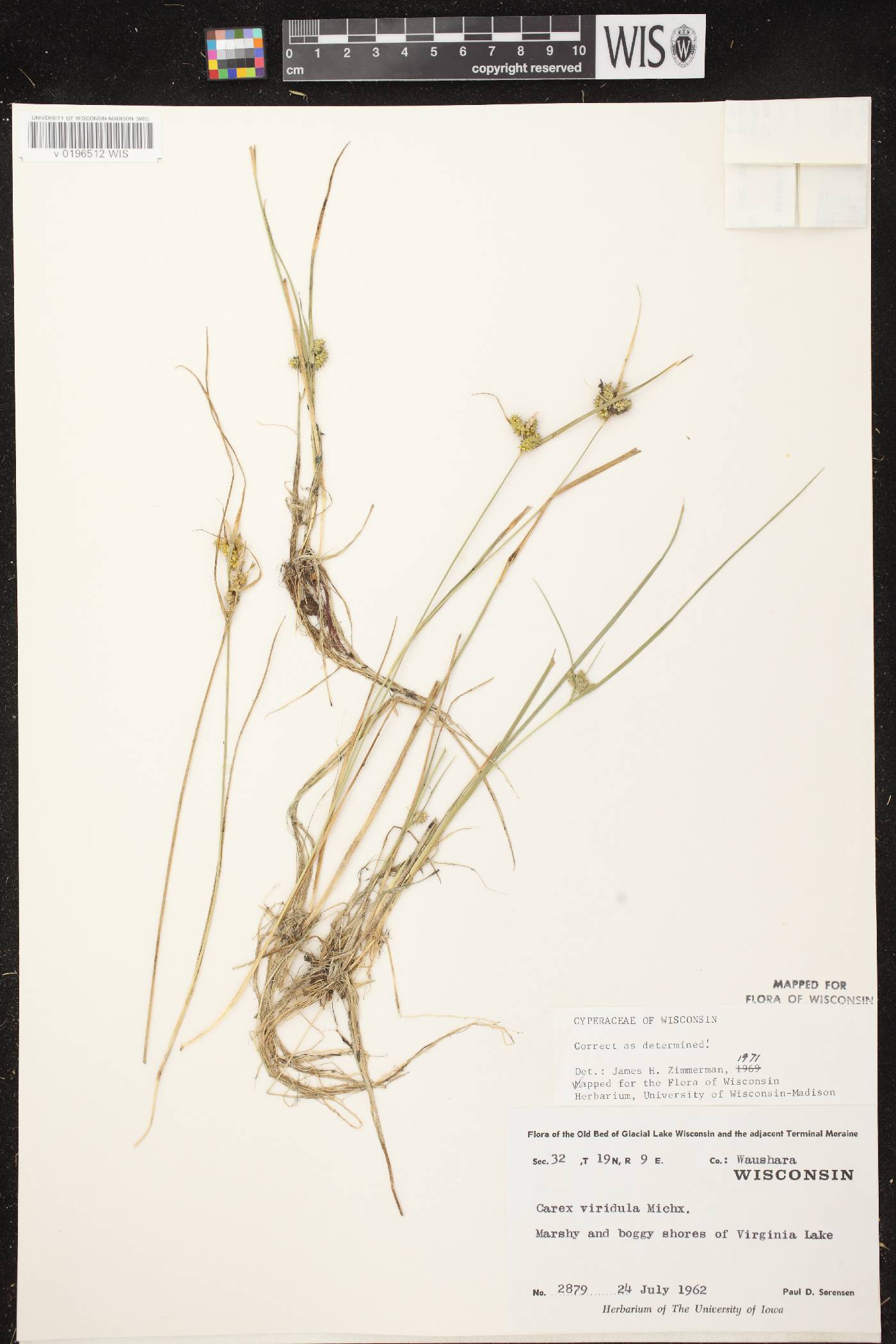 Carex viridula subsp. viridula image