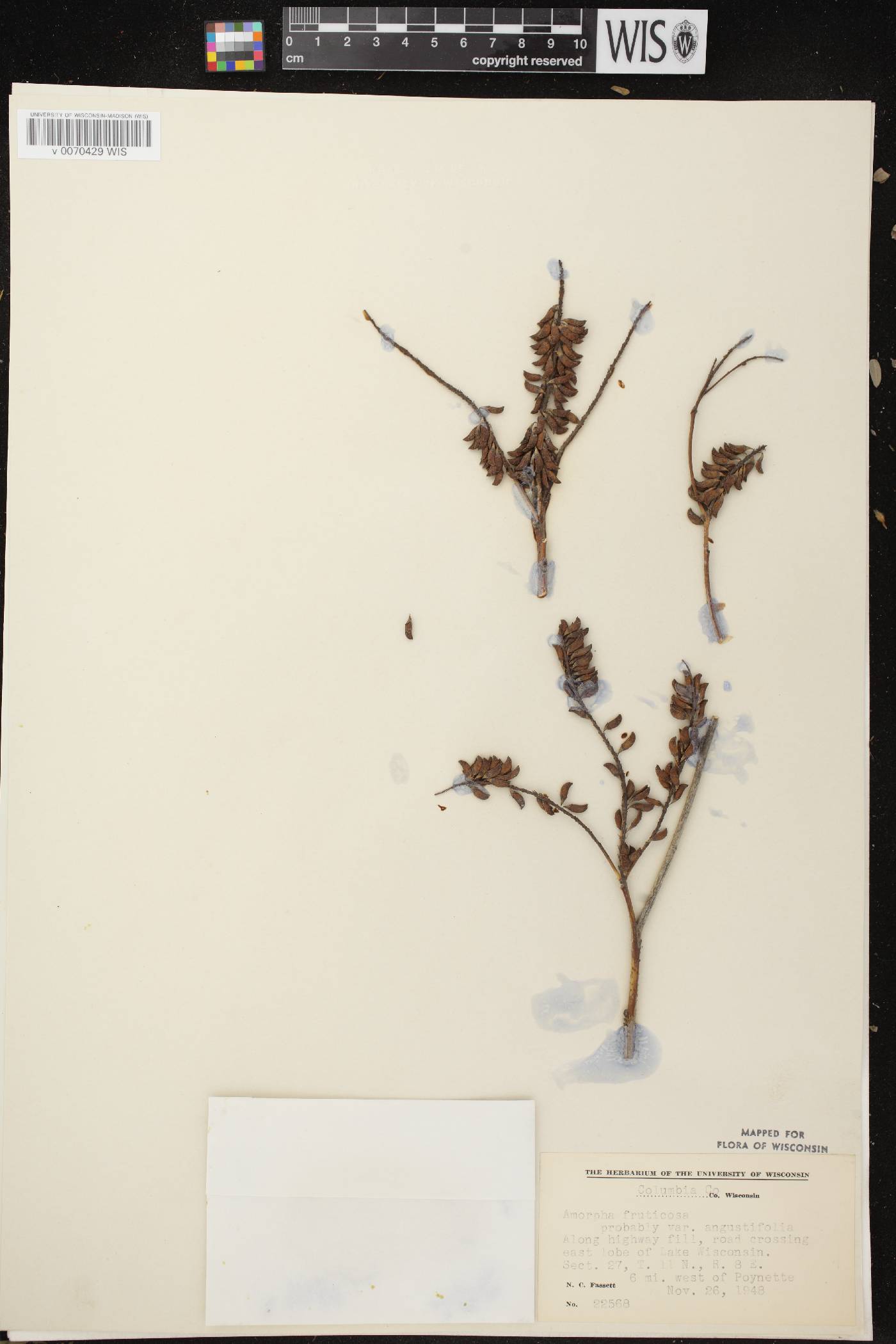 Amorpha fruticosa image
