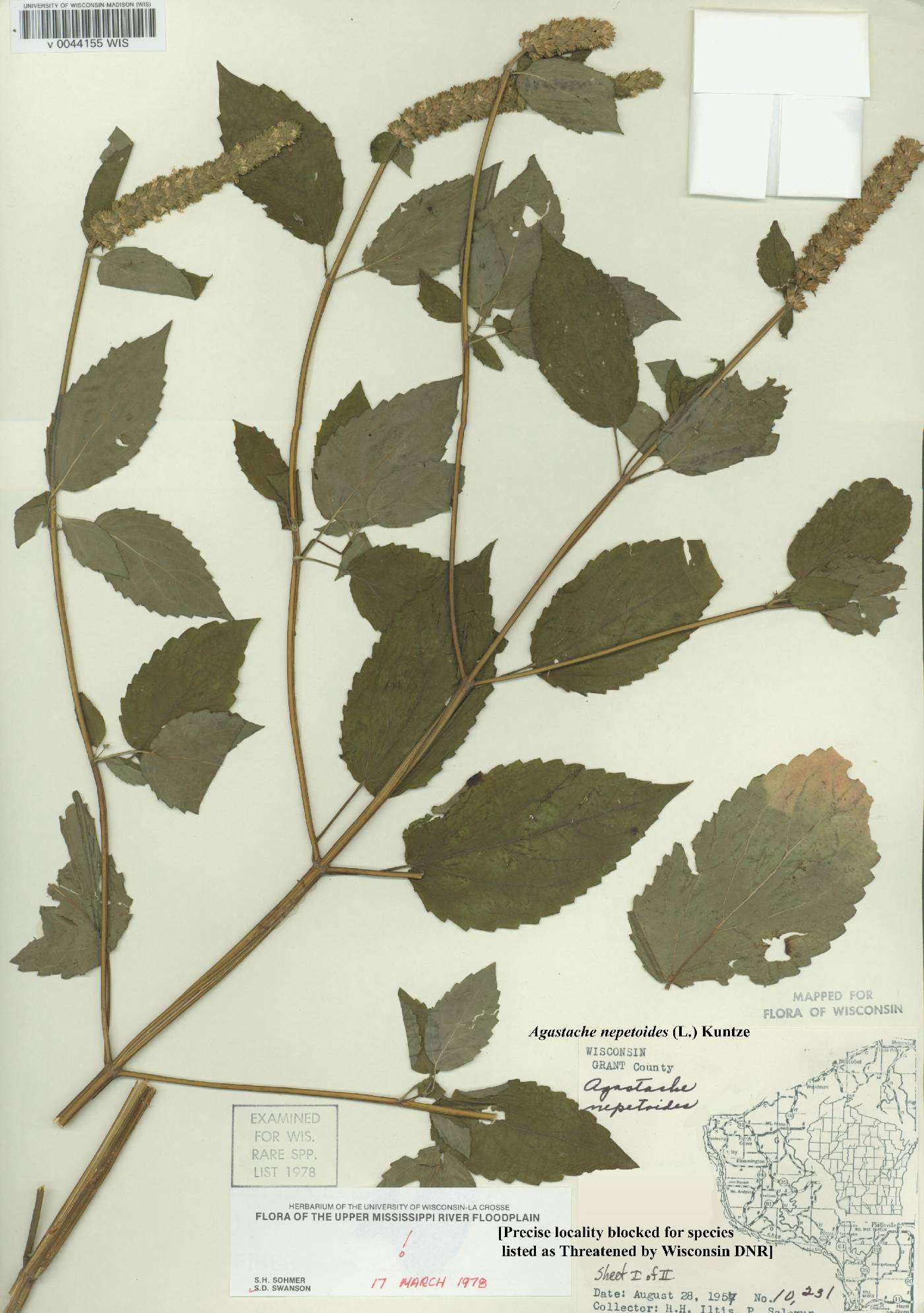 Agastache nepetoides image