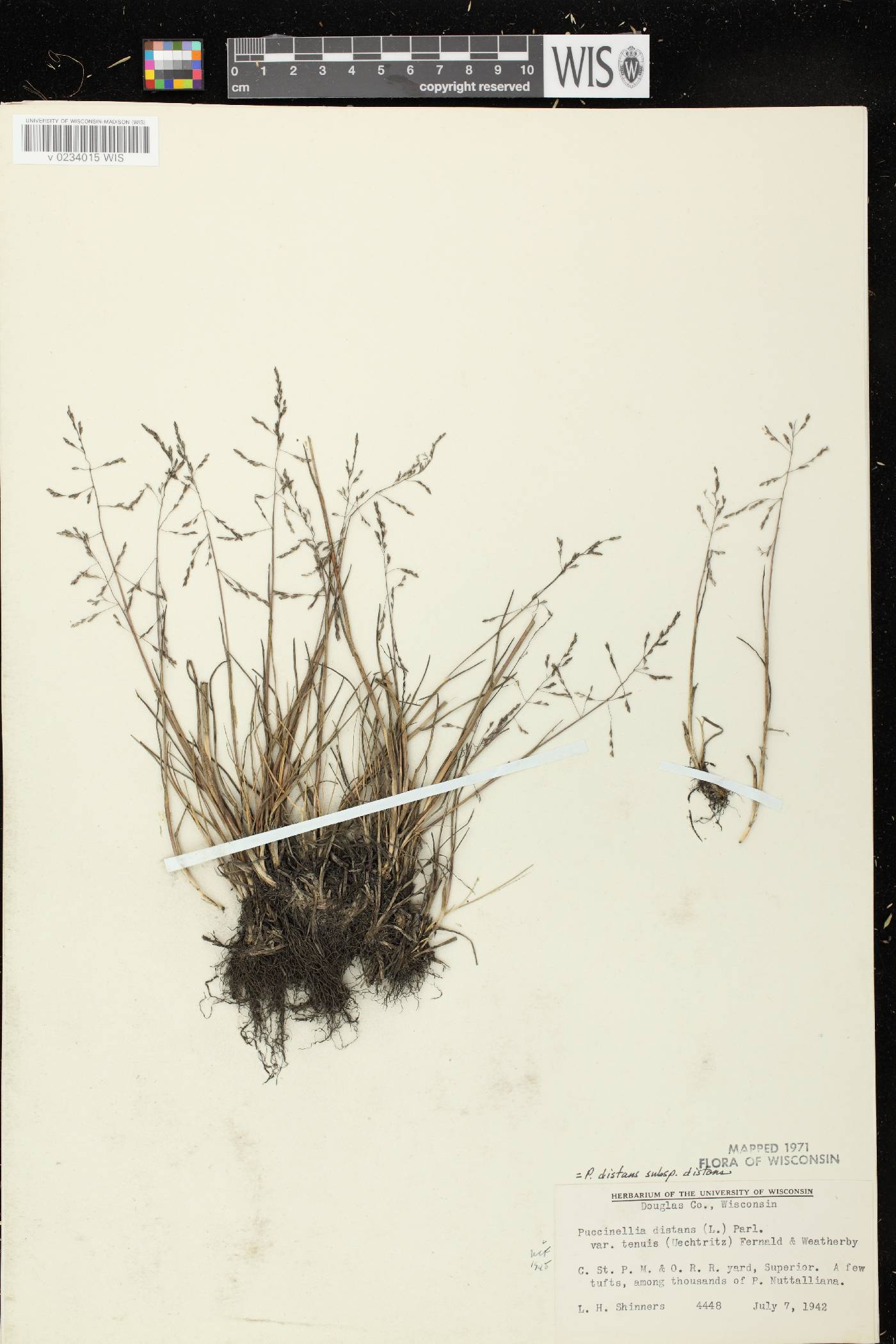 Puccinellia distans subsp. distans image