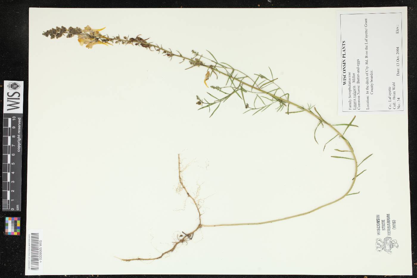 Linaria vulgaris image