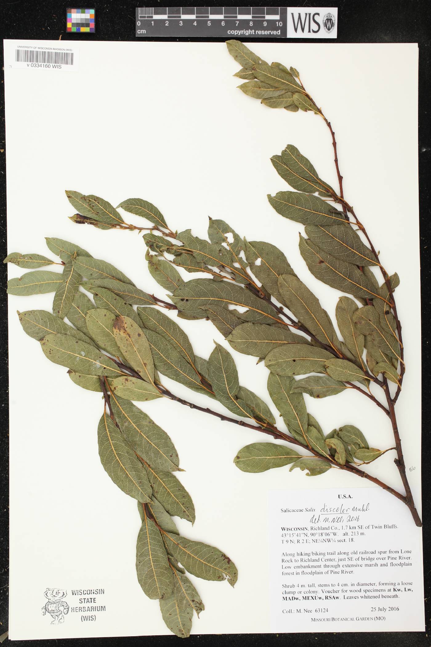 Salix discolor image