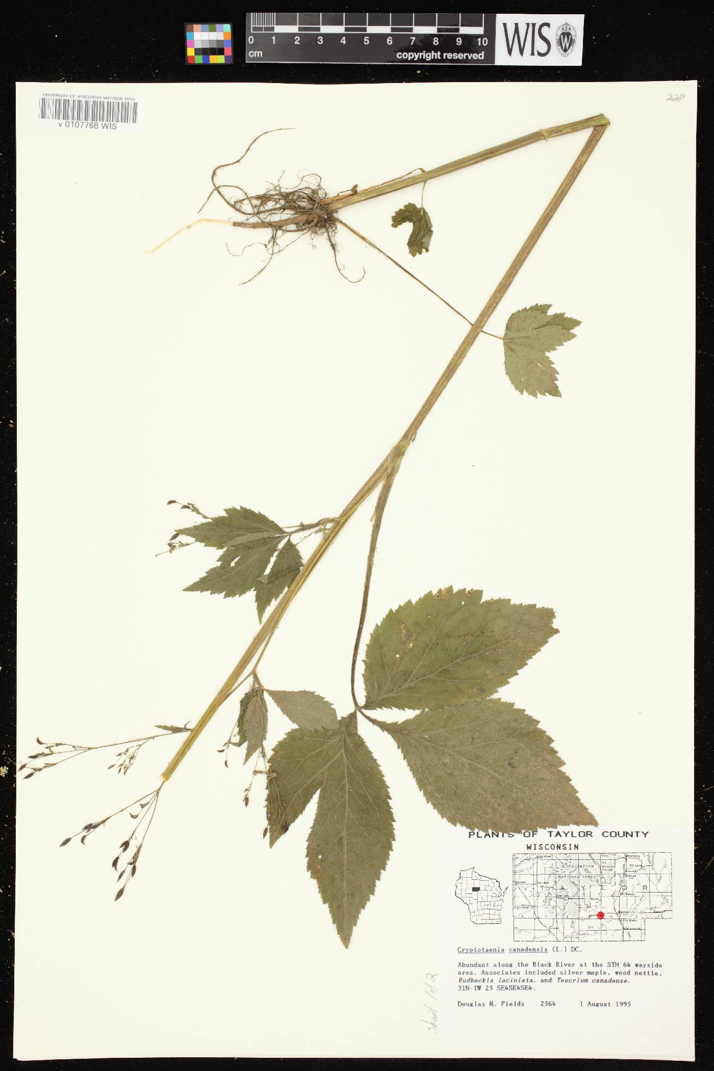 Cryptotaenia canadensis image