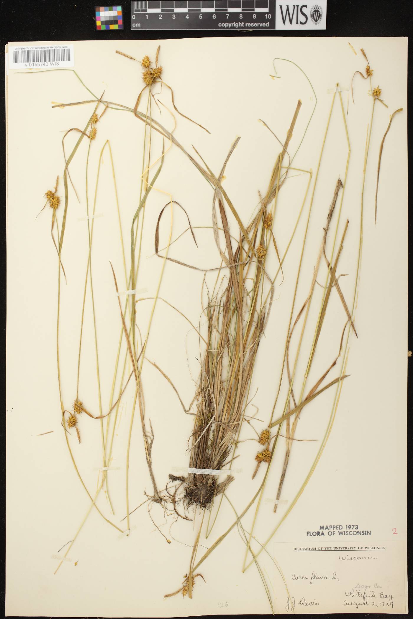 Carex flava image
