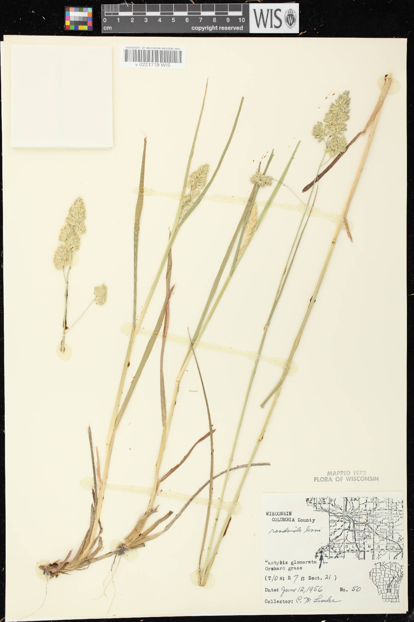 Dactylis glomerata image