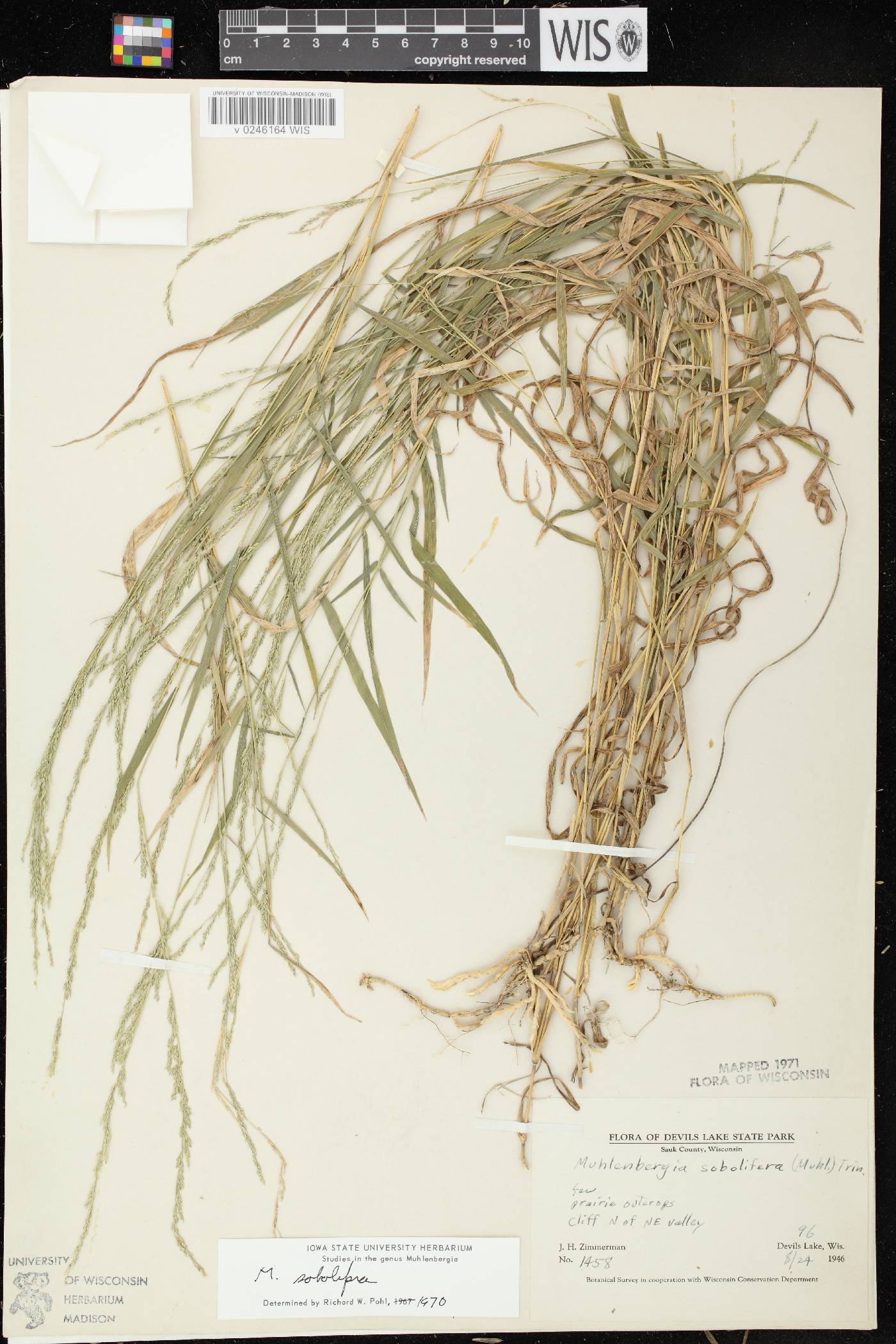 Muhlenbergia sobolifera image