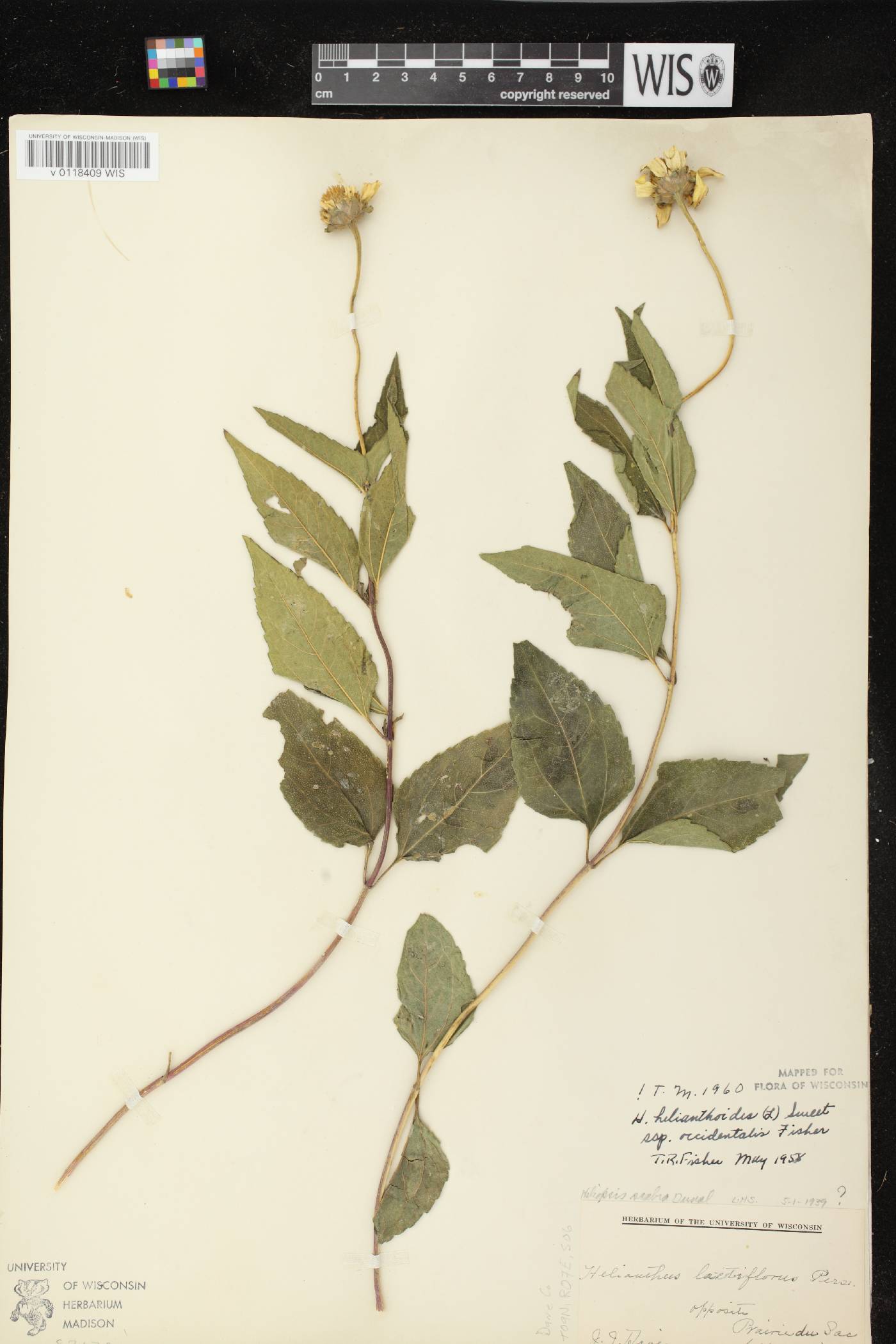 Heliopsis helianthoides var. scabra image