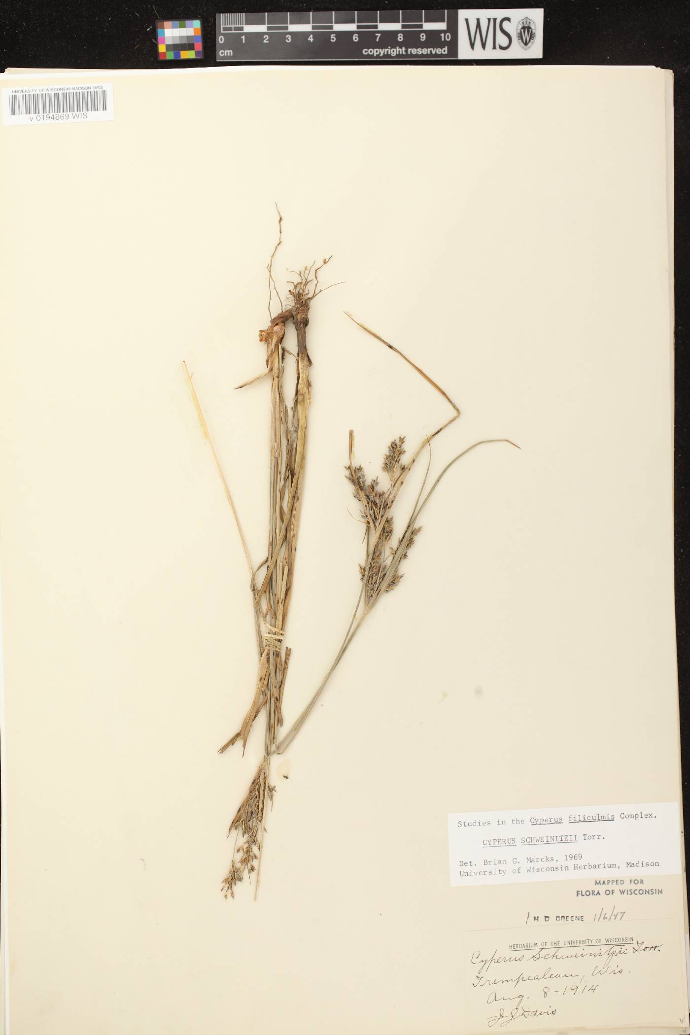 Cyperus schweinitzii image