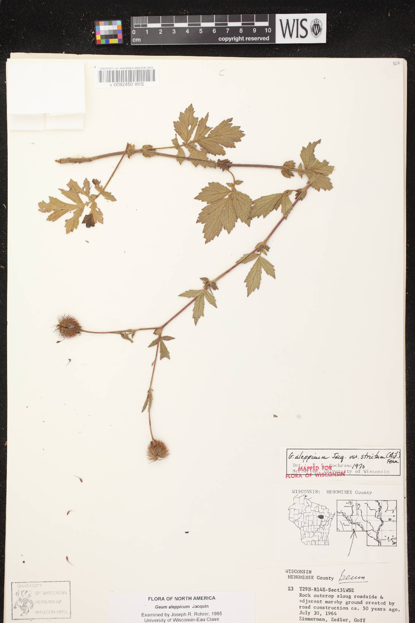 Geum aleppicum image