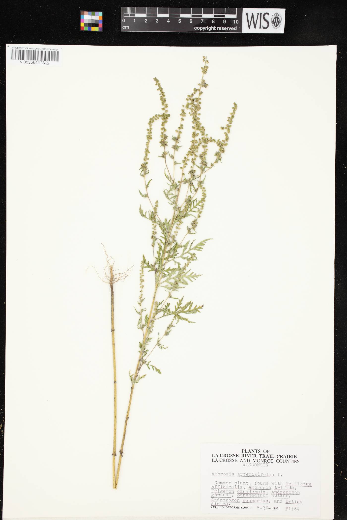 Ambrosia artemisiifolia image