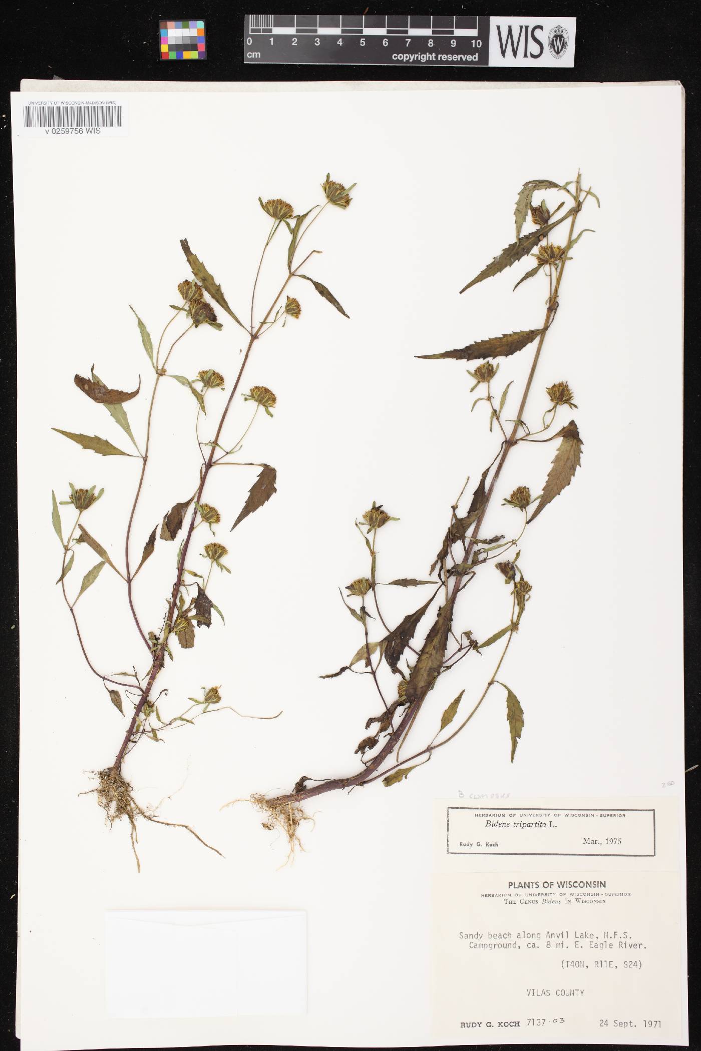 Bidens tripartita image