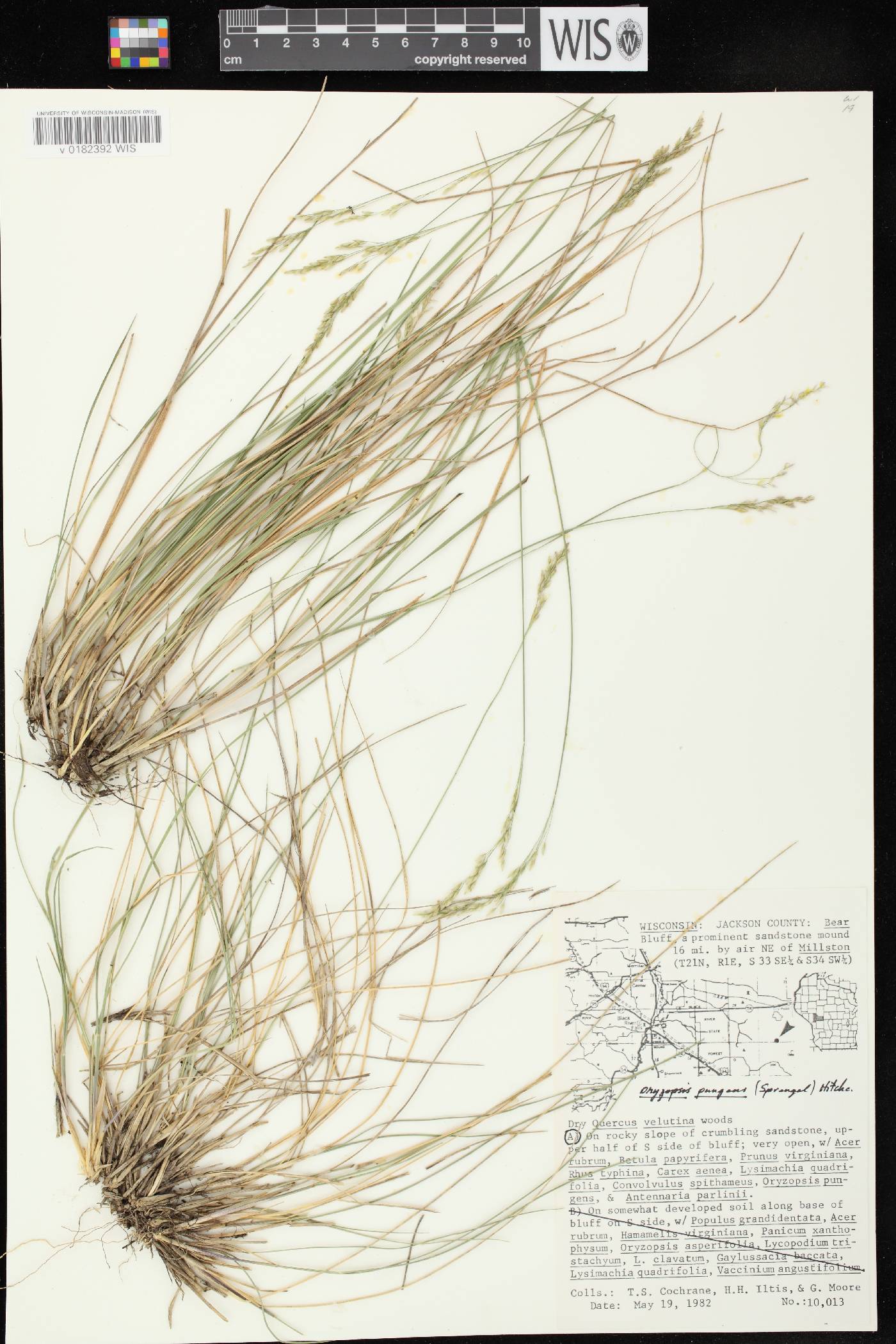 Piptatheropsis pungens image