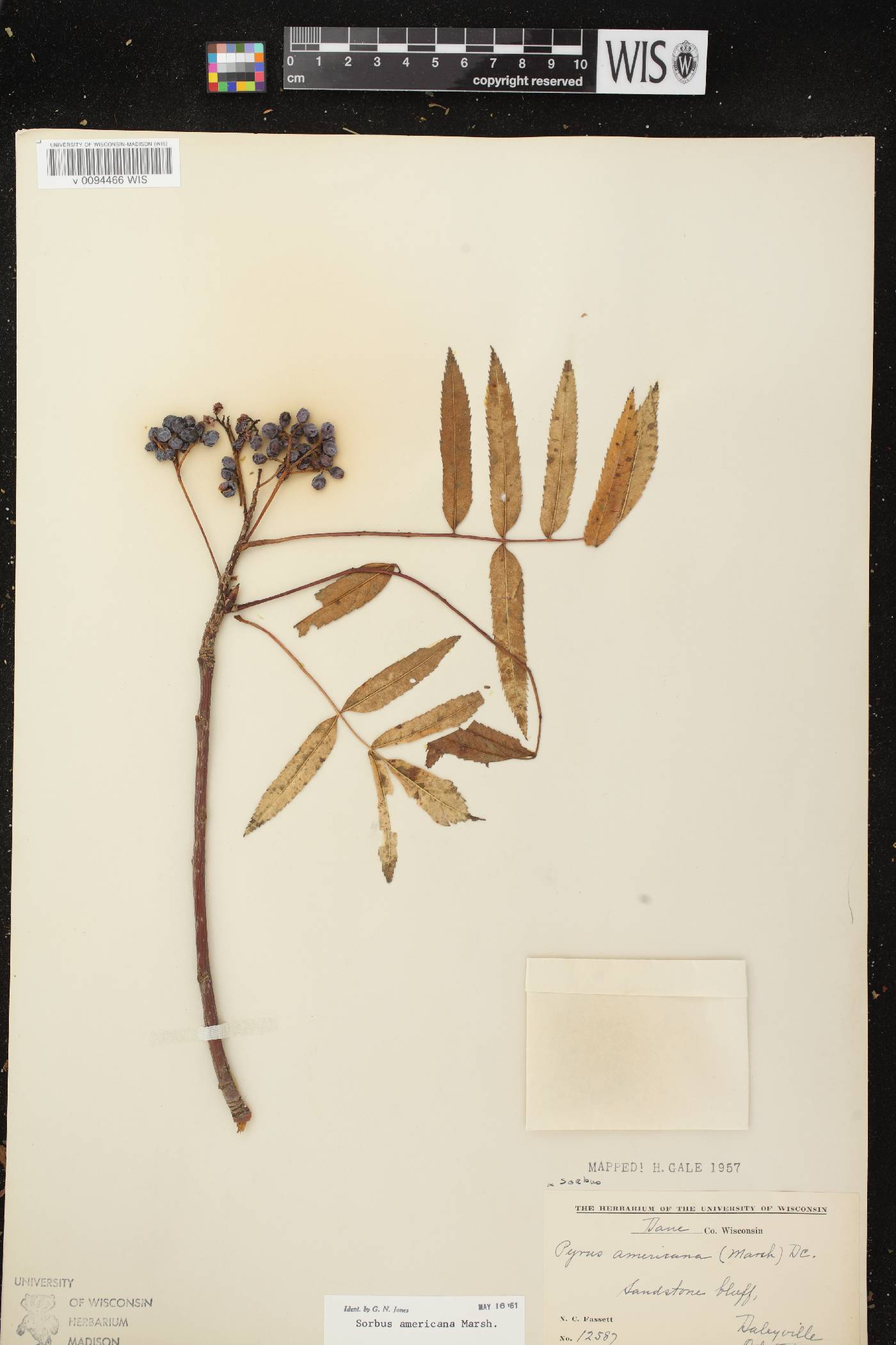 Sorbus americana image