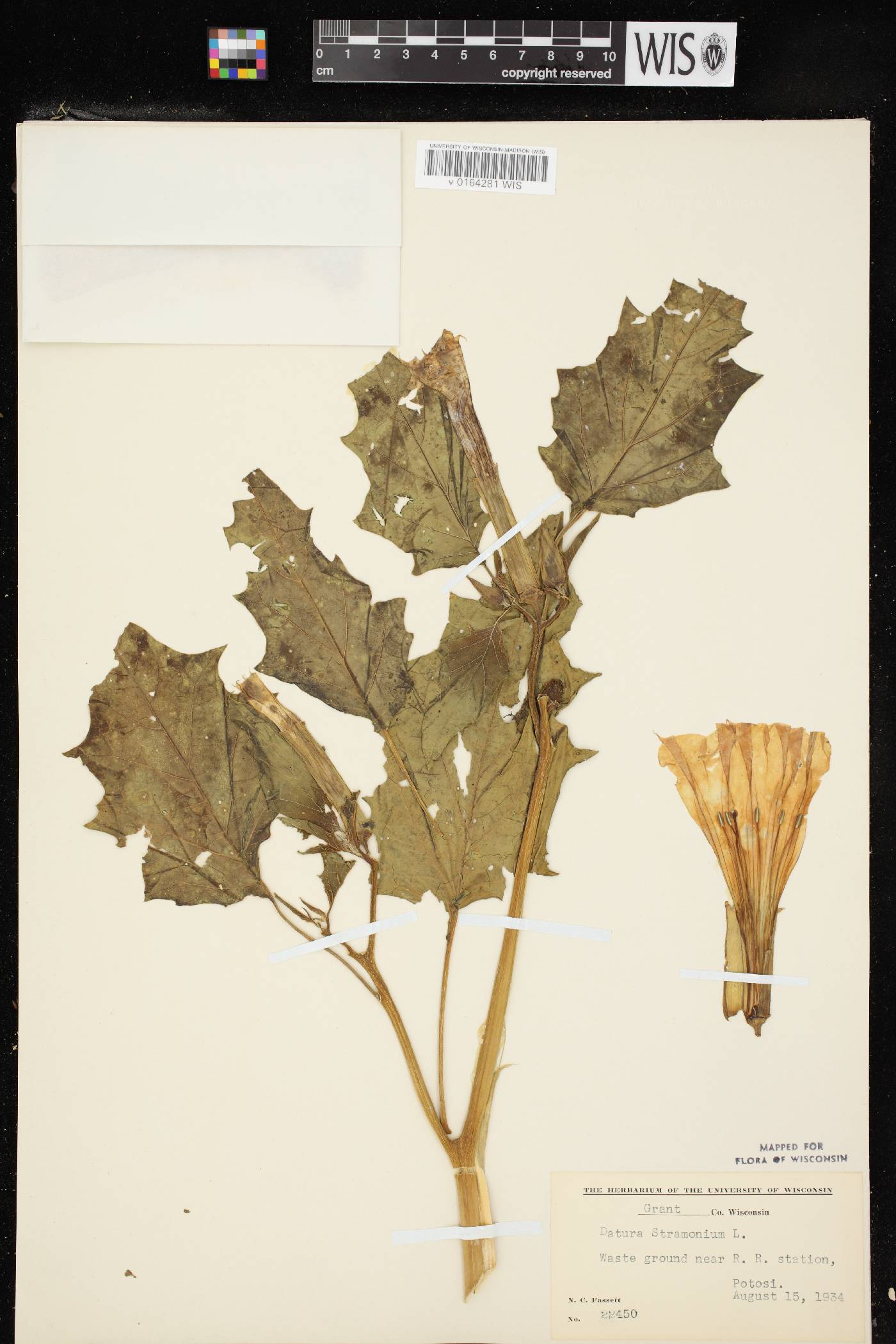 Datura stramonium image
