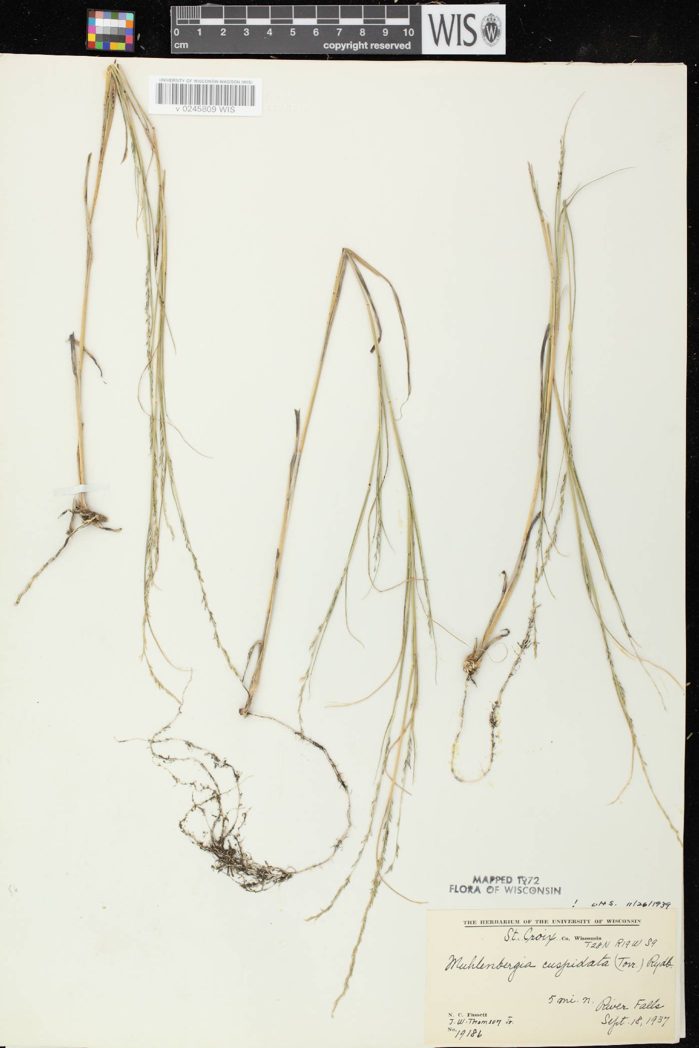 Muhlenbergia cuspidata image