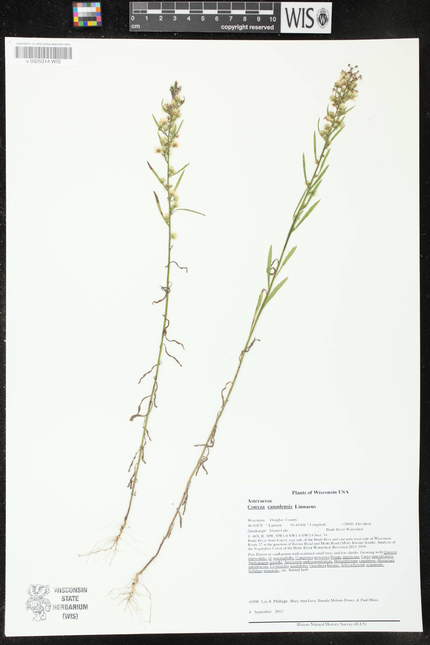 Conyza canadensis image