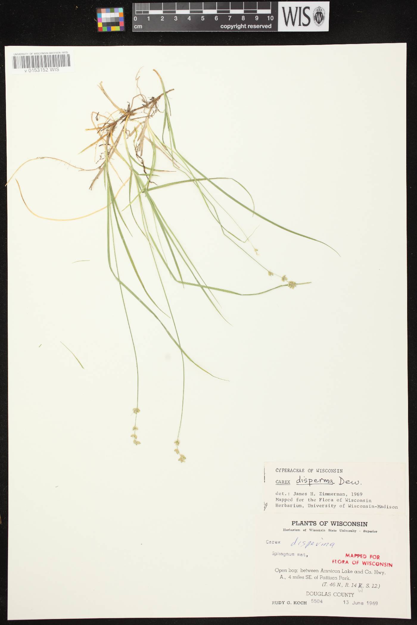 Carex disperma image