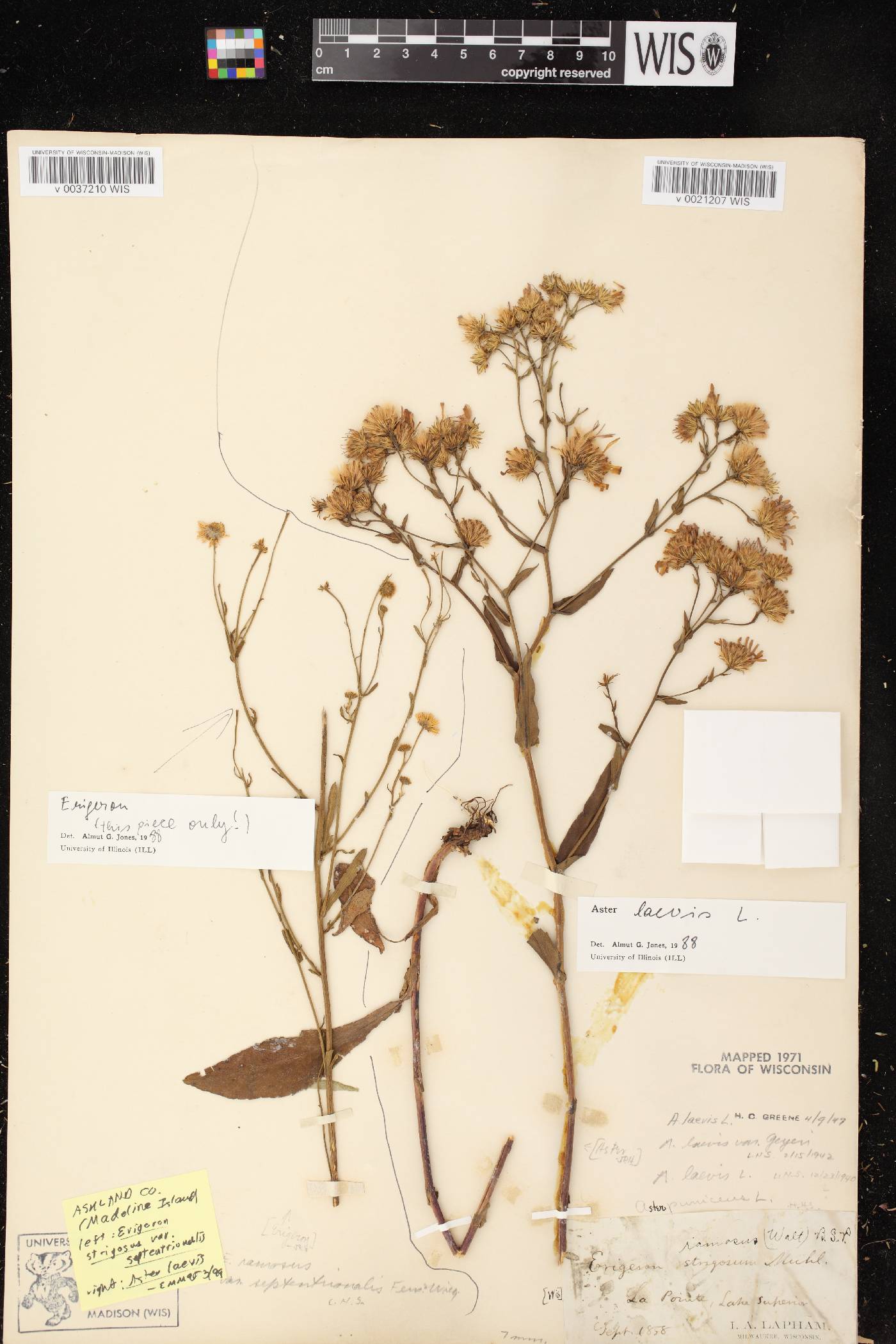 Symphyotrichum laeve var. laeve image
