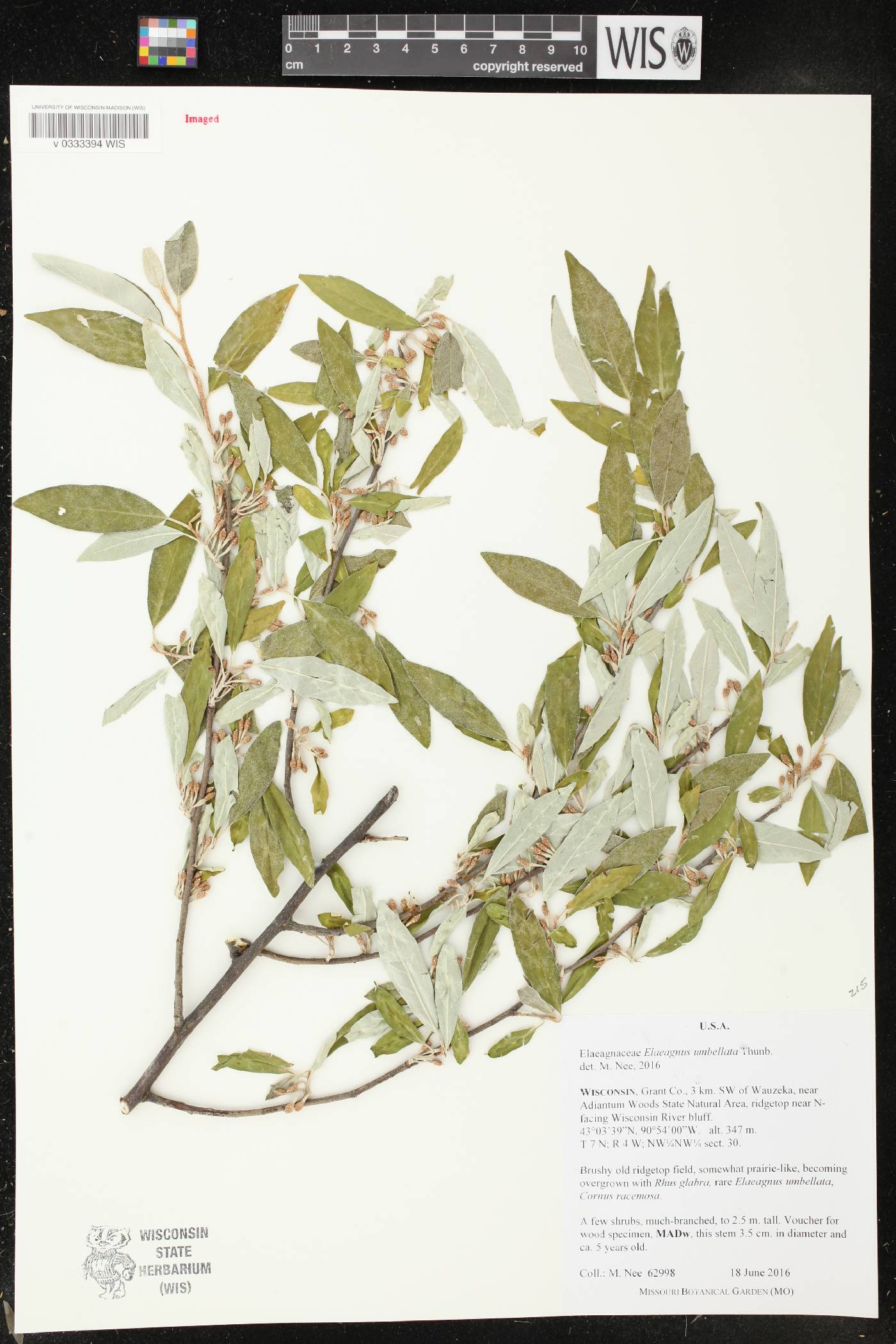 Elaeagnus umbellata image