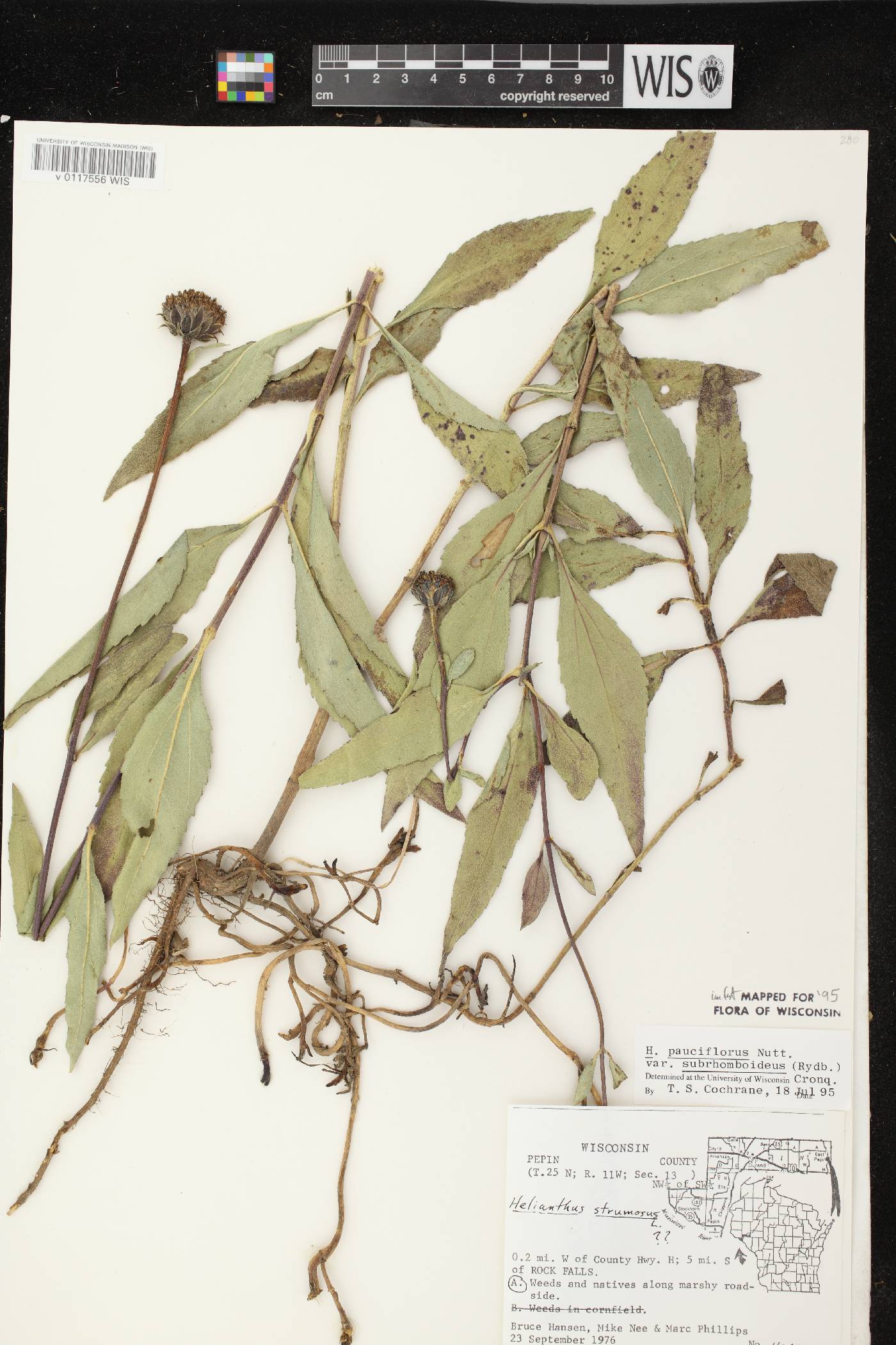 Helianthus pauciflorus subsp. subrhomboideus image