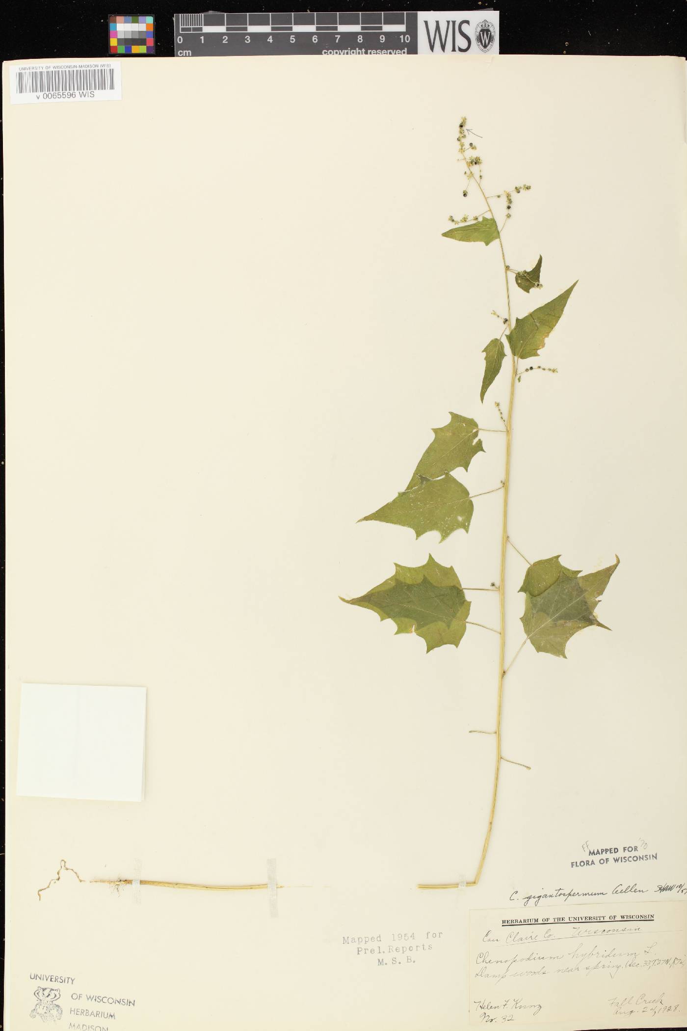 Chenopodium simplex image
