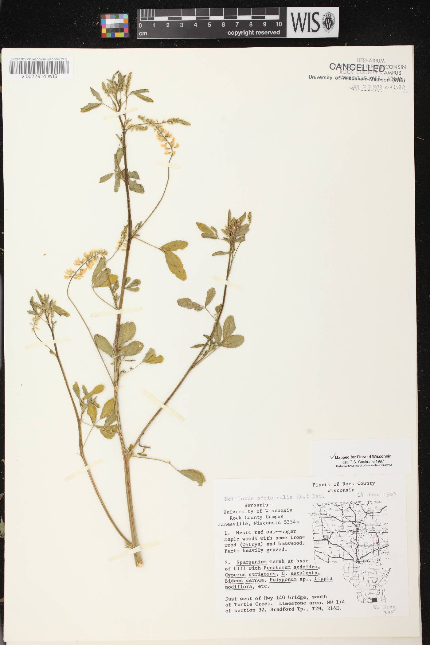 Melilotus officinalis image