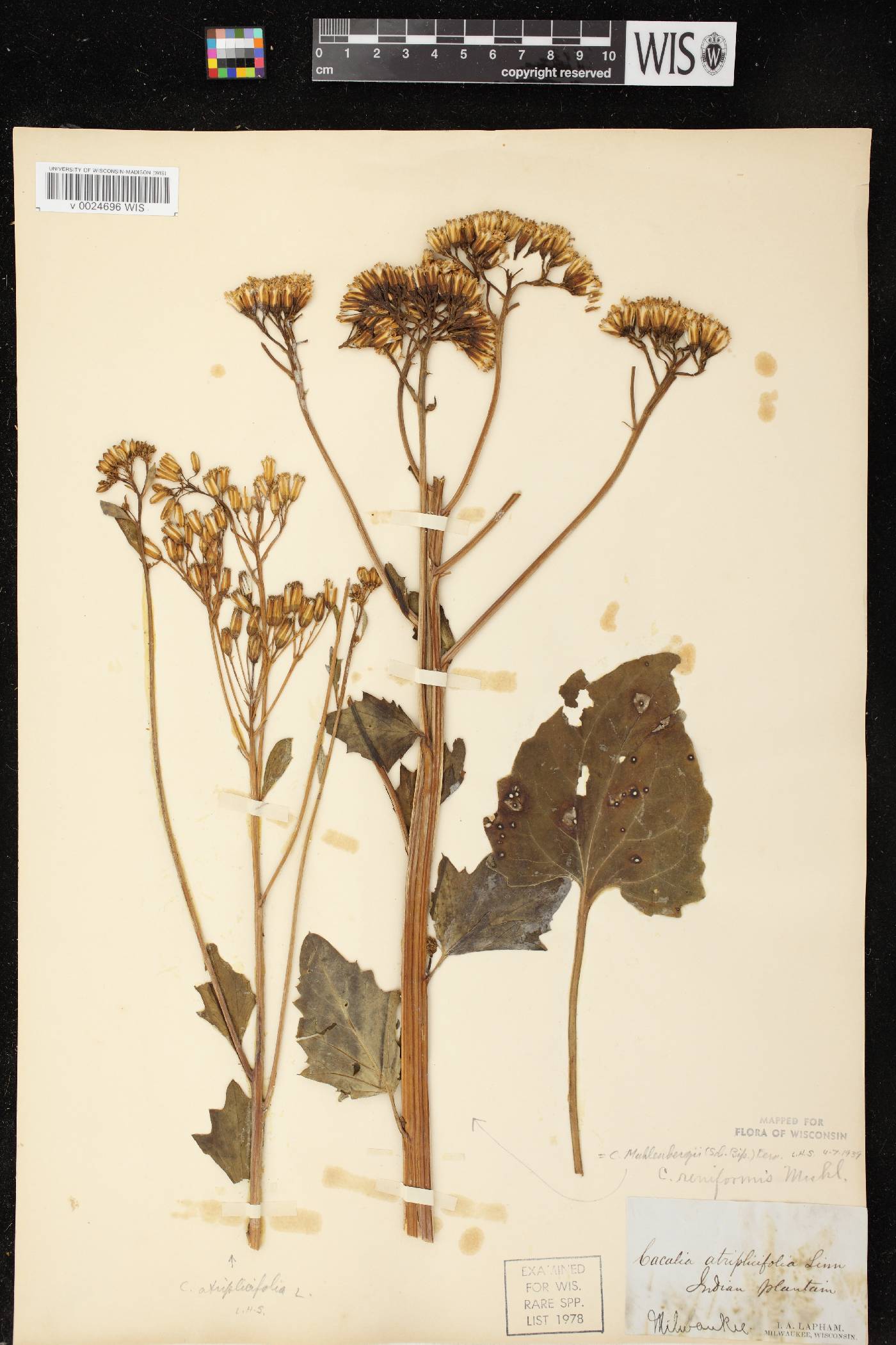 Arnoglossum reniforme image