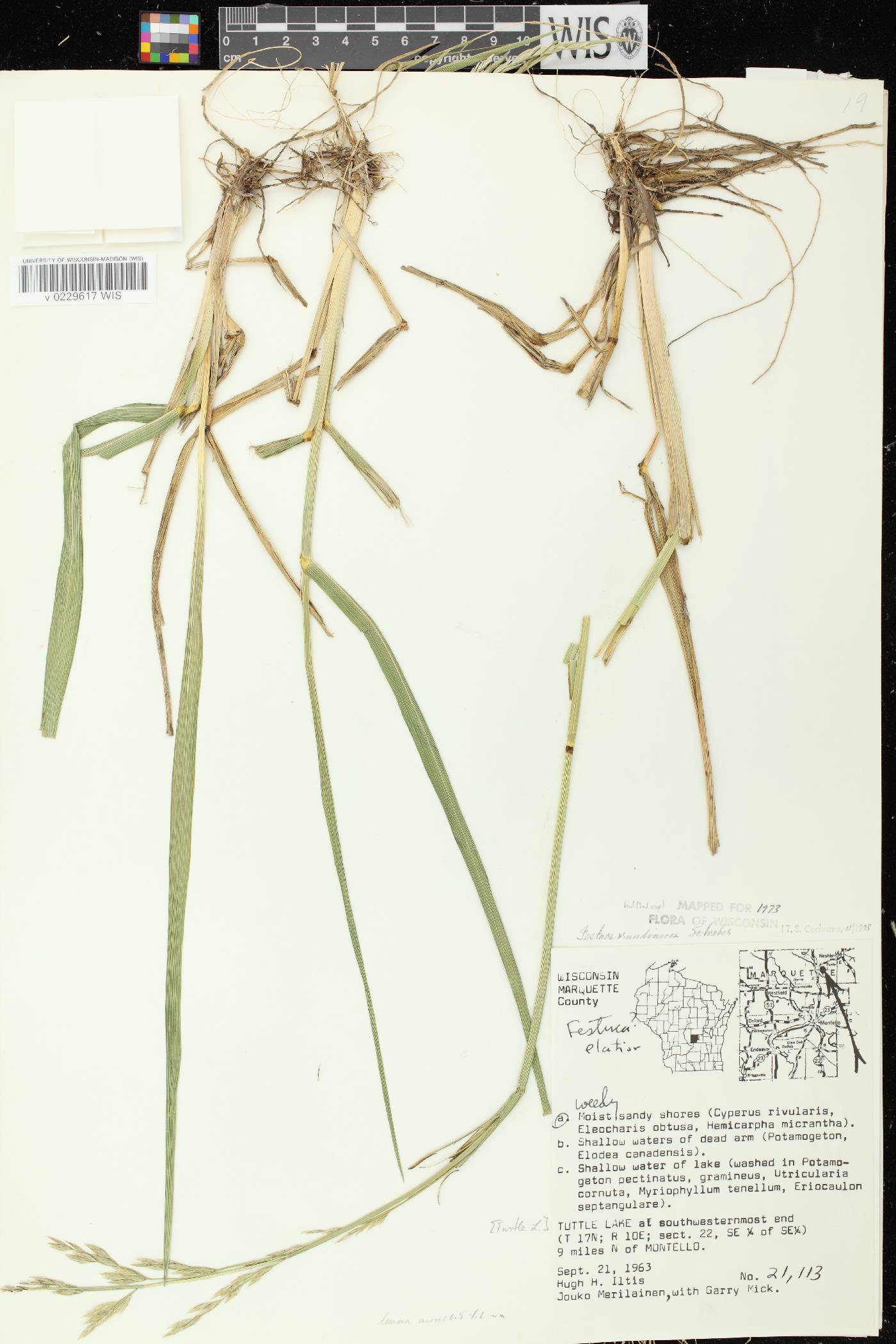 Lolium arundinaceum image