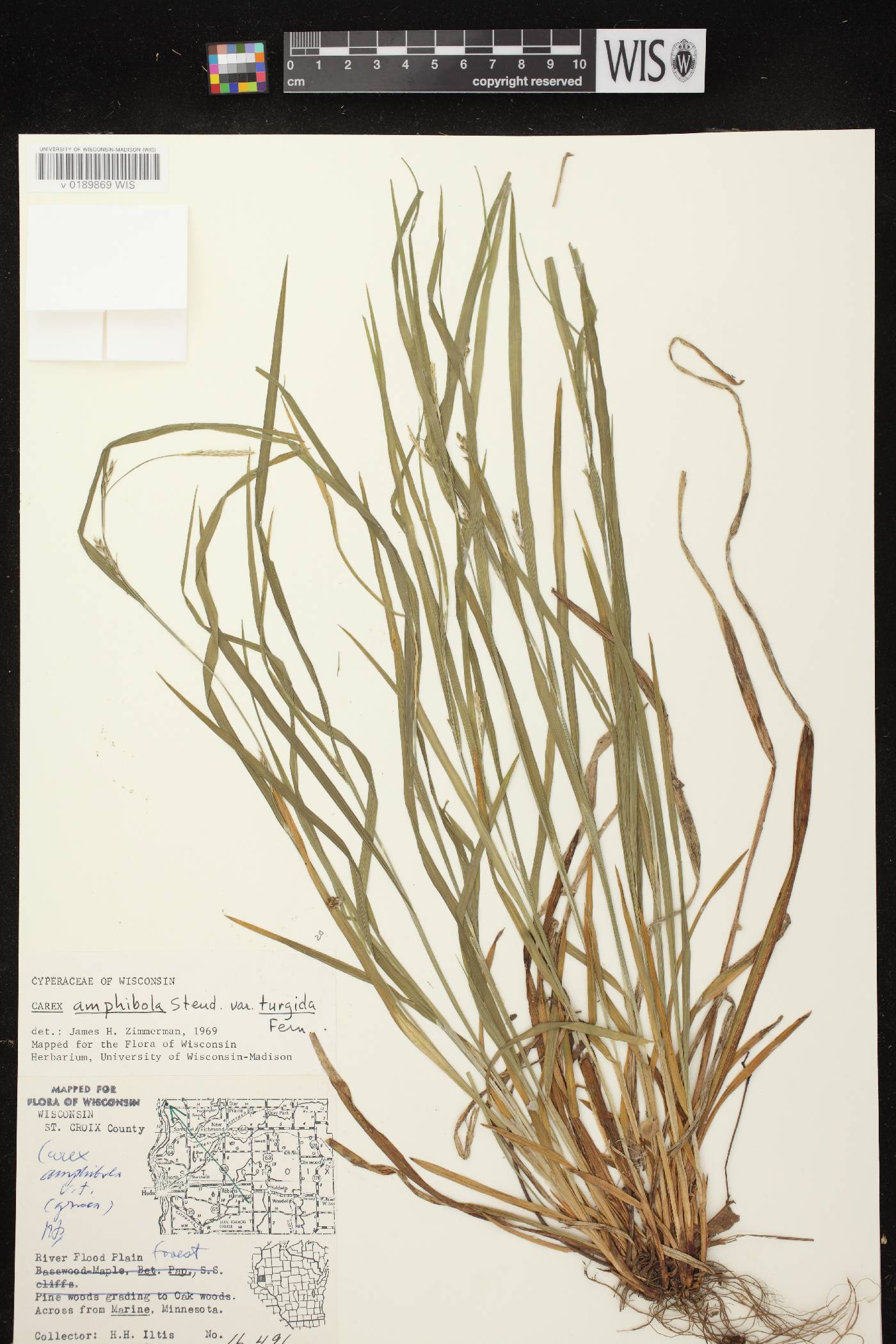 Carex grisea image