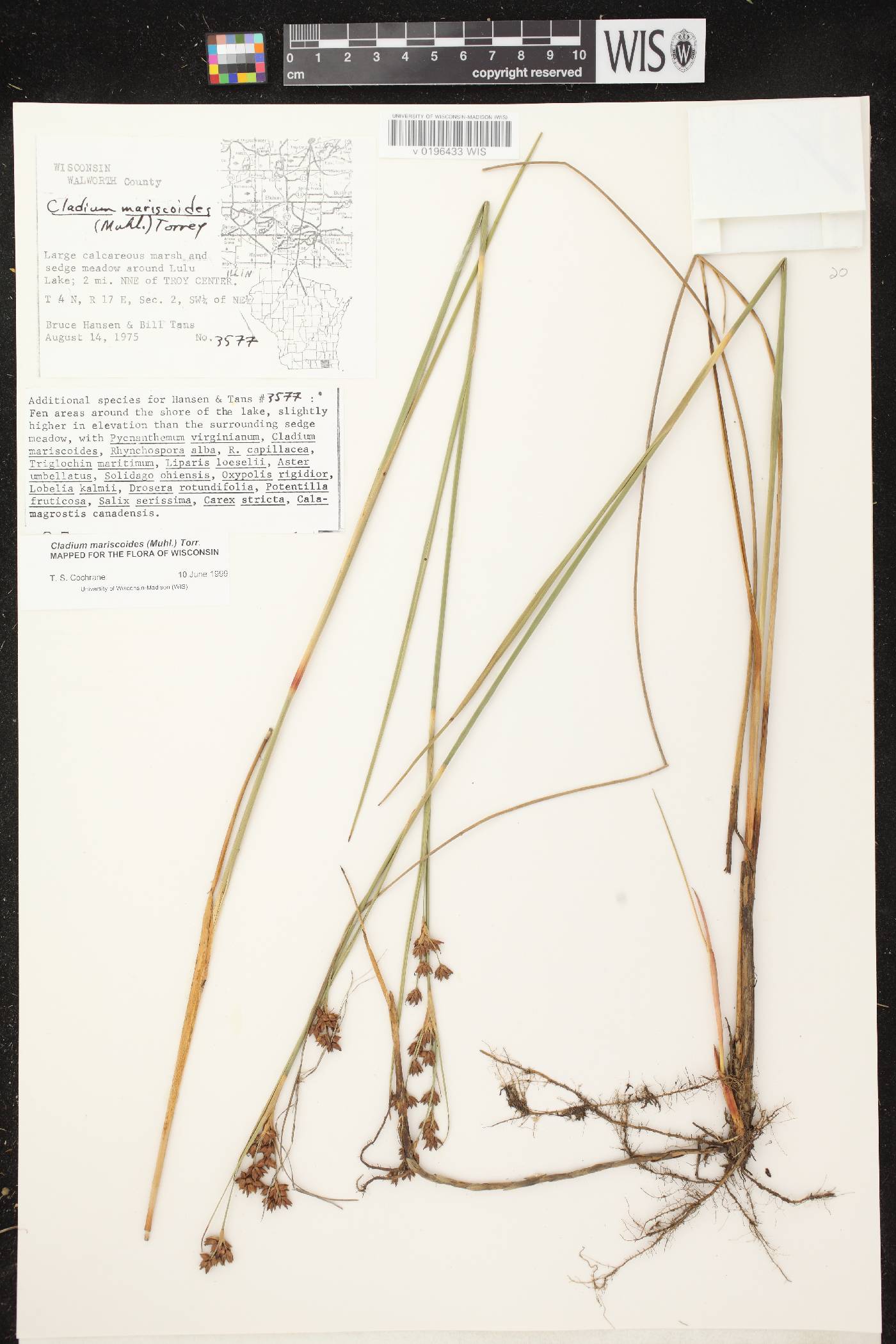 Cladium mariscoides image