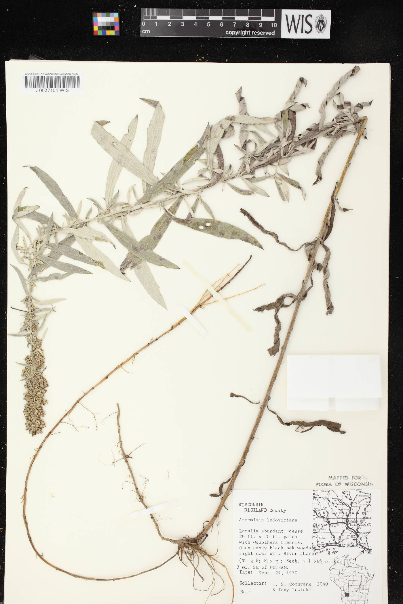 Artemisia ludoviciana image