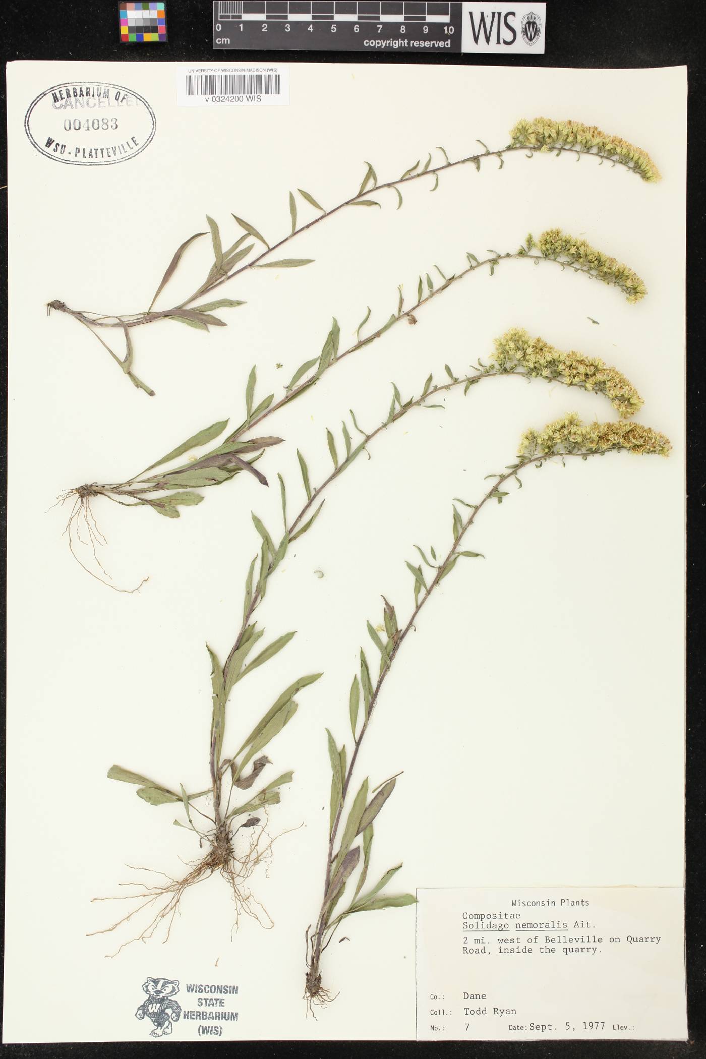 Solidago nemoralis image