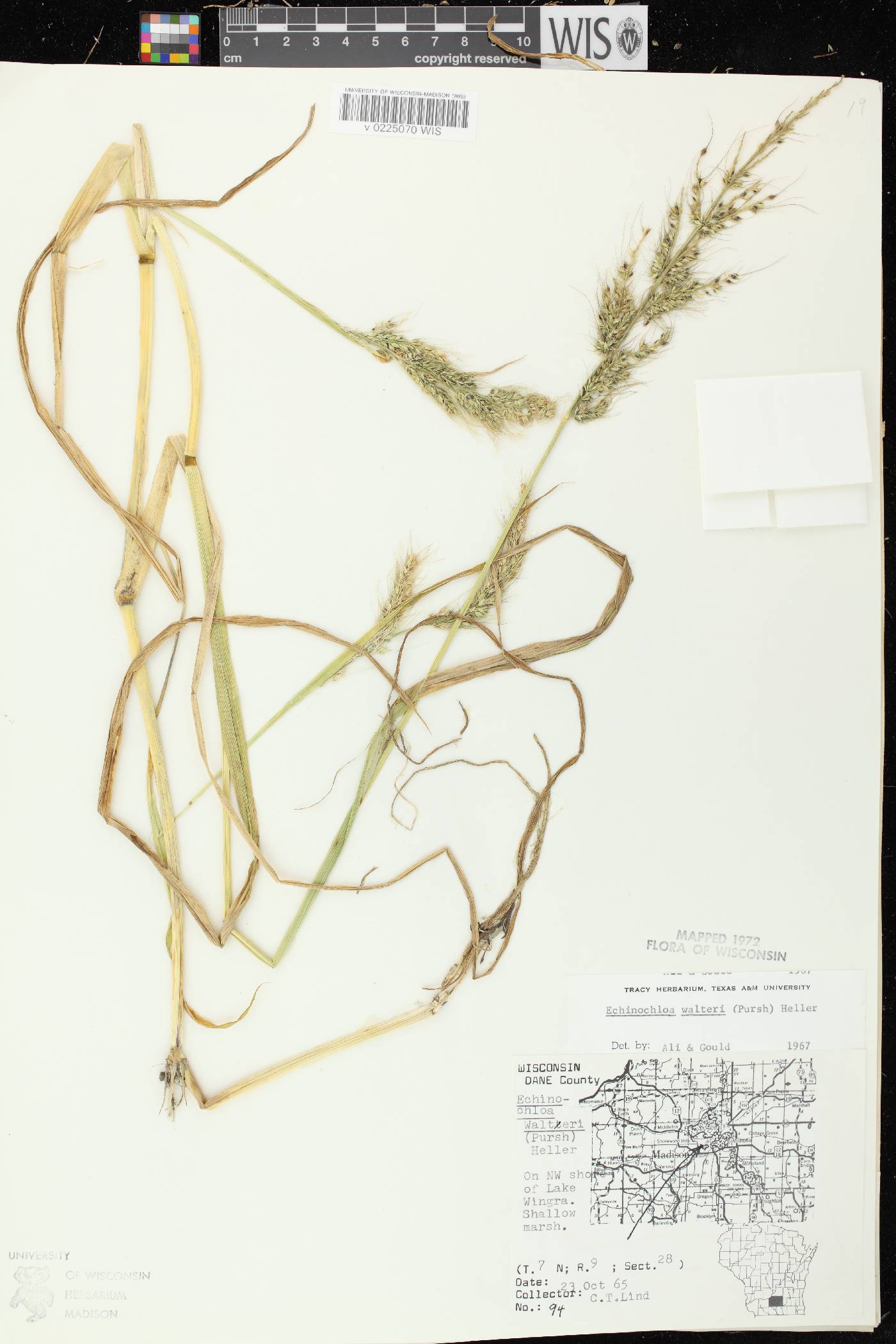 Echinochloa walteri image