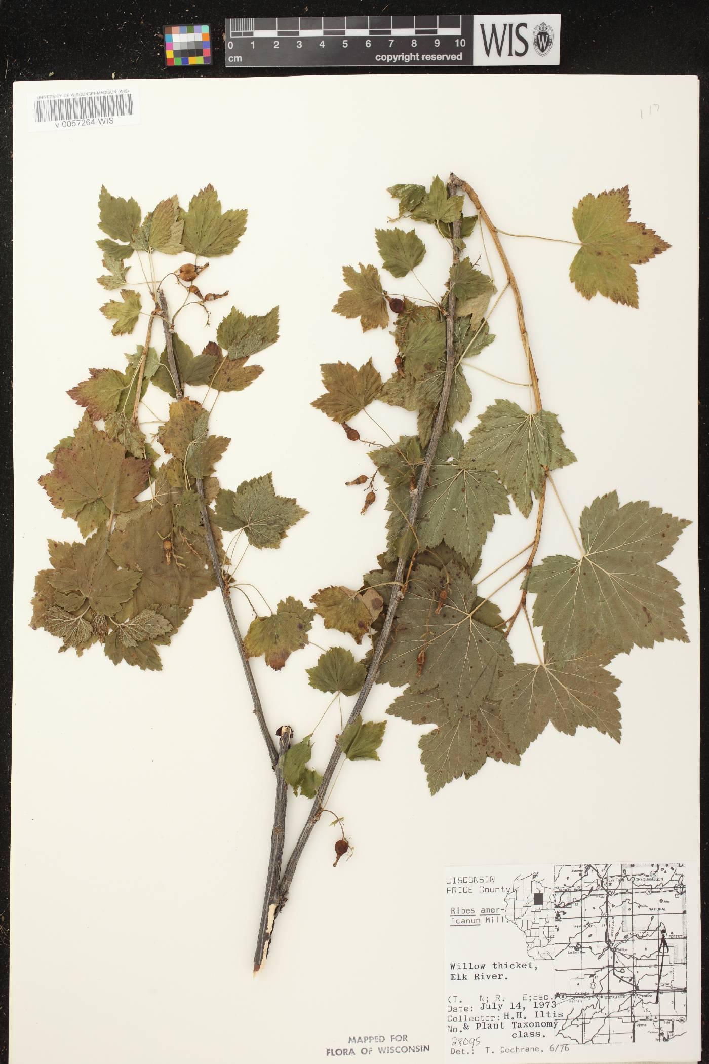 Ribes americanum image