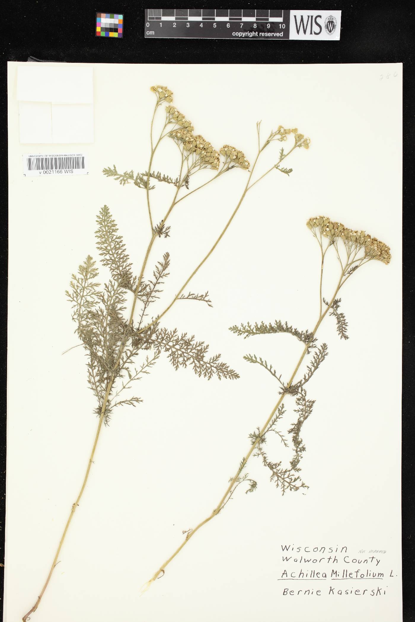 Achillea millefolium image