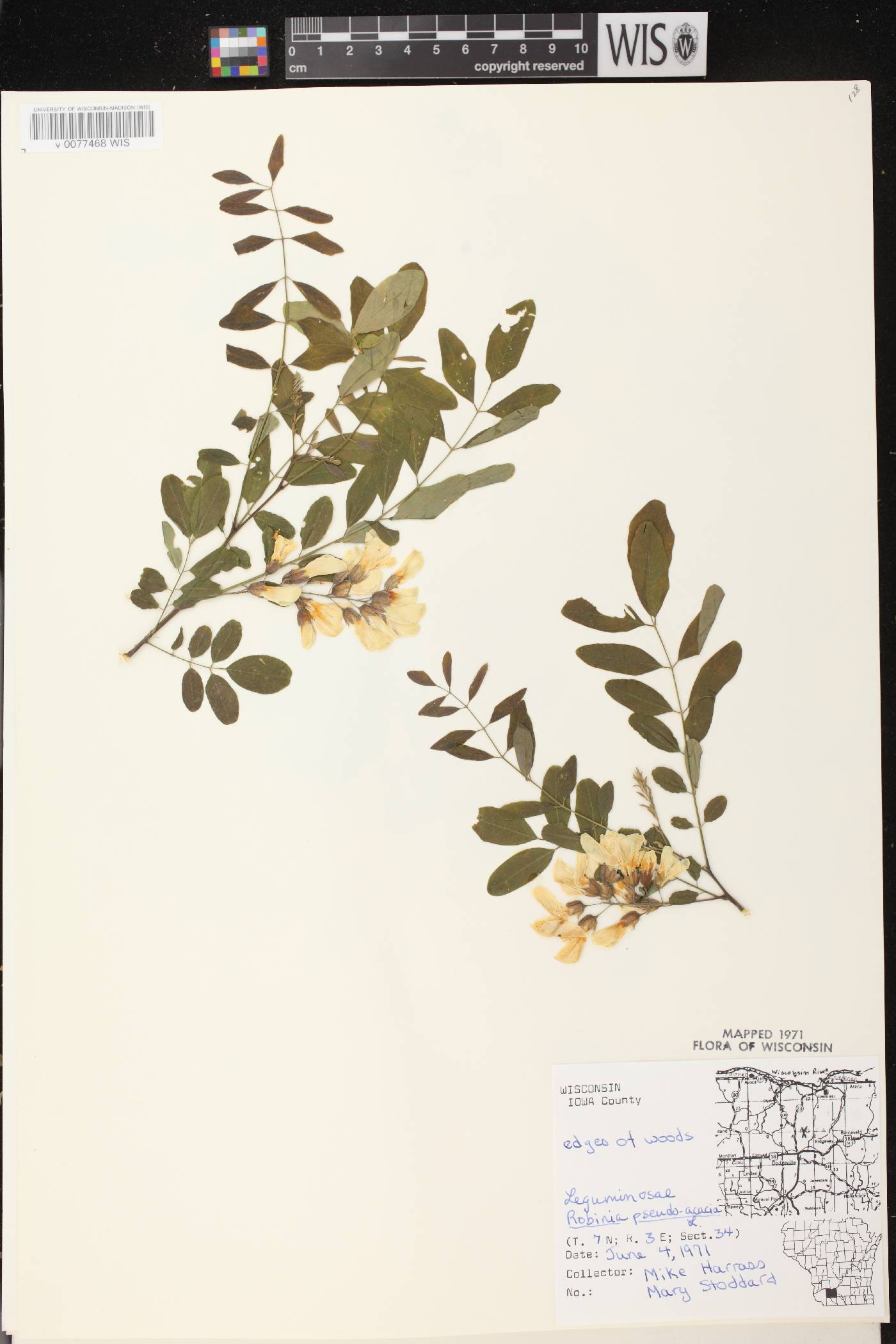 Robinia pseudoacacia image