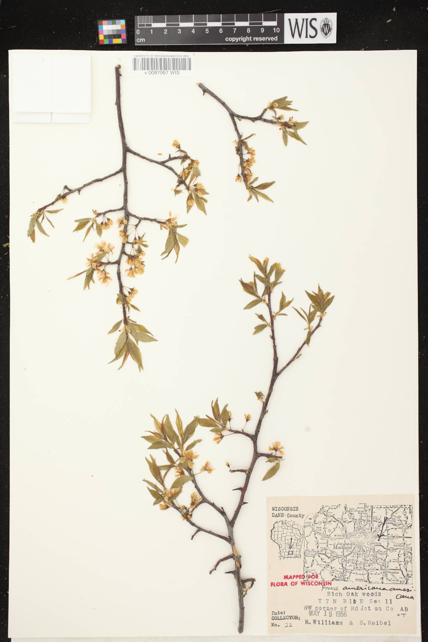 Prunus americana image